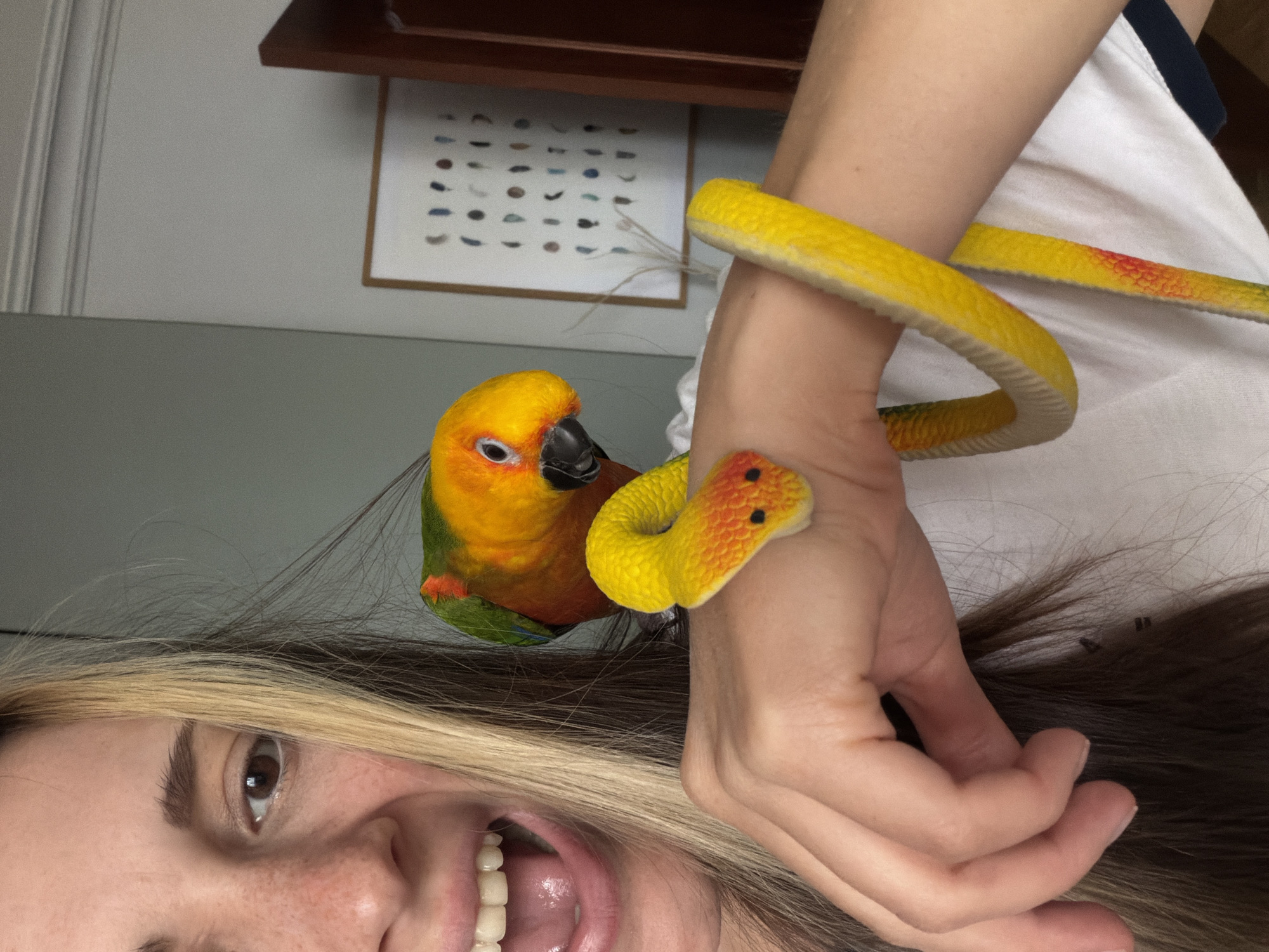 The image shows a close-up of a woman with blond streaks in her hair and fair skin, smiling with her mouth open. She is wearing a white t-shirt with a dark neckline. Perched on her shoulder is a Sun Conure parrot, identifiable by its vibrant yellow, orange, green, and blue plumage. Wrapped around the woman's left forearm and hand is a yellow plush toy snake with red and black markings. The background is slightly blurred, showing a wall and a framed piece of art on the wall. The scene appears to be indoors, possibly in a residential setting. There is no discernible connection to Khimki, Russia.