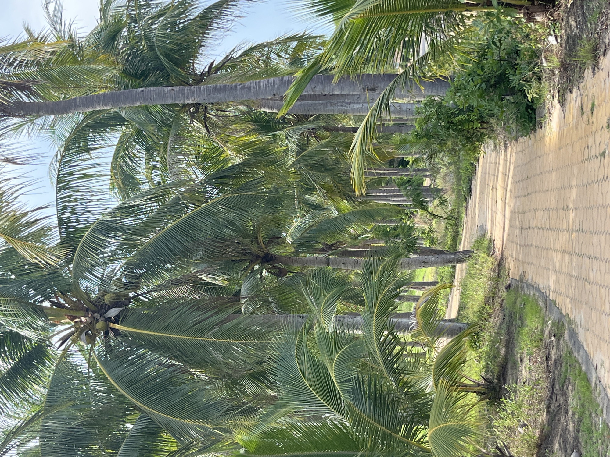 A paved path winds through a dense grove of mature palm trees. The path is constructed of interlocking rectangular pavers in a warm, tan color. Lush green grass and smaller vegetation grow on either side of the path, with some areas appearing dry and brown. The palm trees have tall, slender trunks and abundant fronds, some with coconuts visible. The sky is a pale blue with a few wispy clouds. The scene appears to be located in a tropical or subtropical climate. The image is devoid of any people or animals. The overall impression is one of a serene and natural outdoor setting, possibly a park or a resort area. The location is identified as Phu Thuy Ward, Vietnam.
