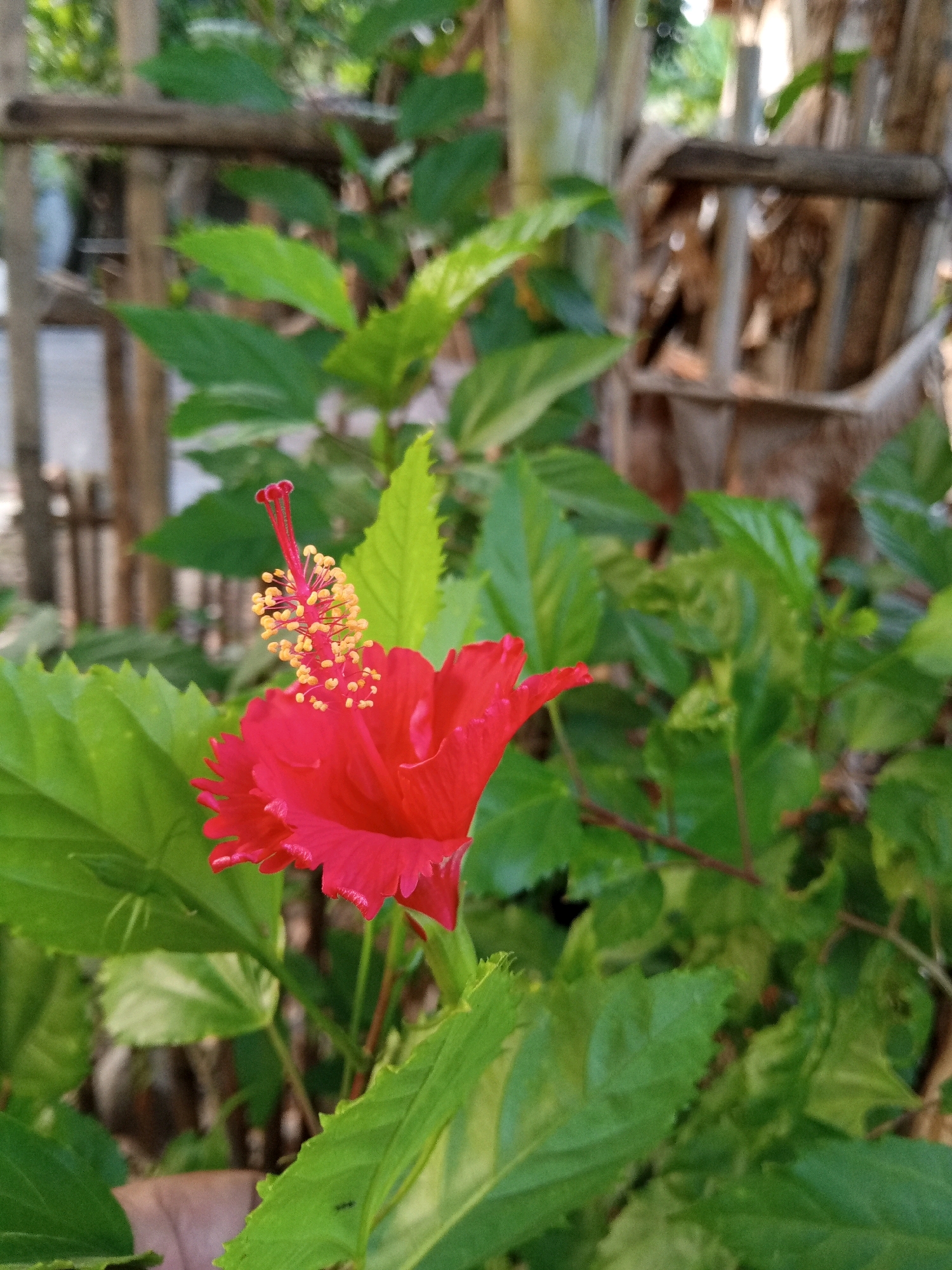 A close-up shot shows a vibrant red hibiscus flower in bloom, with its stamen and pistil prominently displayed. The flower is surrounded by lush green leaves, some of which are slightly serrated. In the background, a weathered wooden fence is visible, along with the blurred outlines of trees and foliage. The scene is likely set outdoors, possibly in a garden or natural setting. The image quality is moderate, with some noise and a shallow depth of field that blurs the background. There are no people visible in the frame.