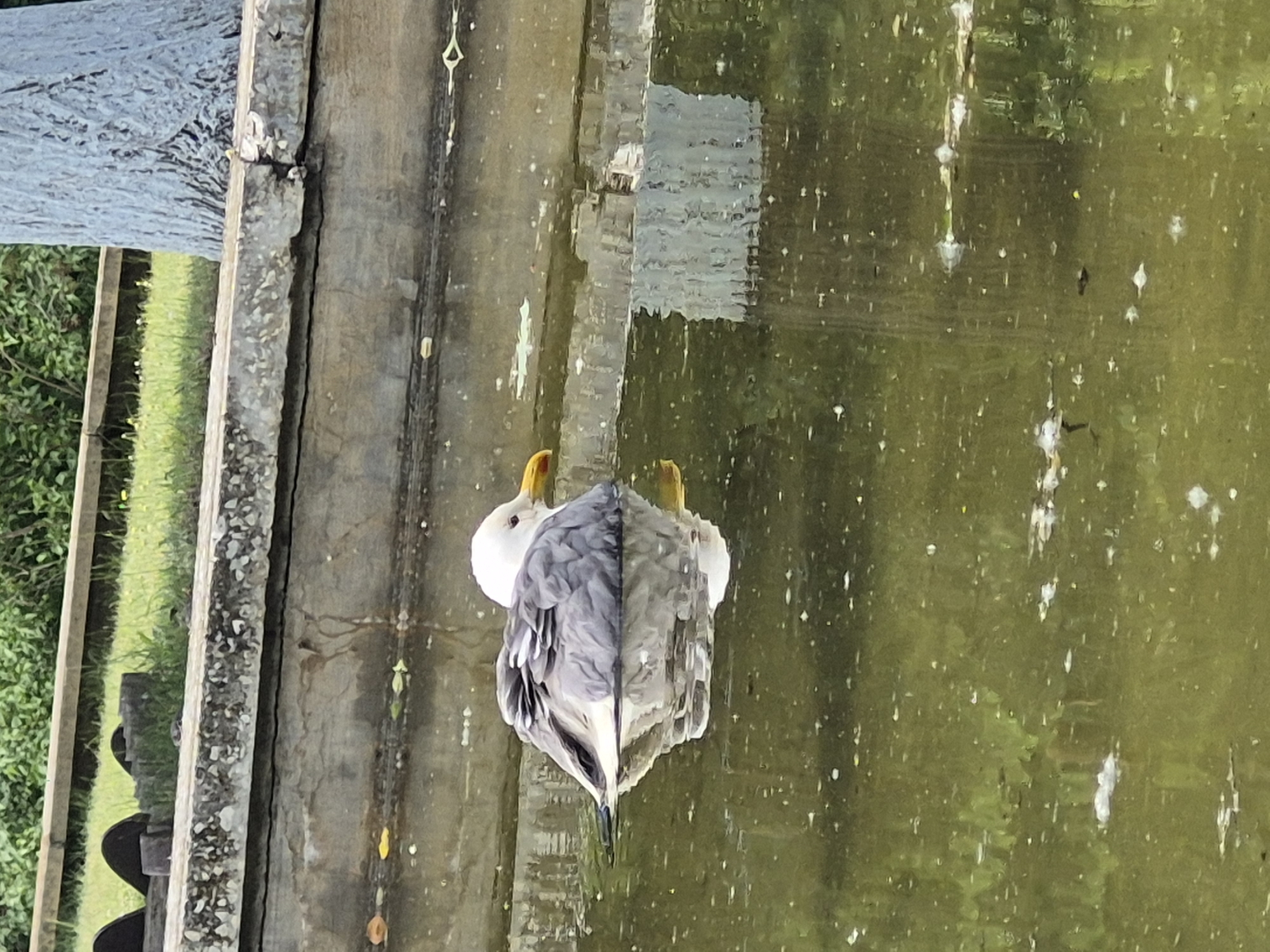 A seagull is swimming in a pond in Chaikovsky, Russia. The seagull is primarily white with gray wings and a yellow beak. The pond water is murky green, with reflections of the surrounding environment. A concrete structure lines the edge of the pond, and behind it, there is green grass and some vegetation. A portion of a tree trunk is visible on the right side of the image.