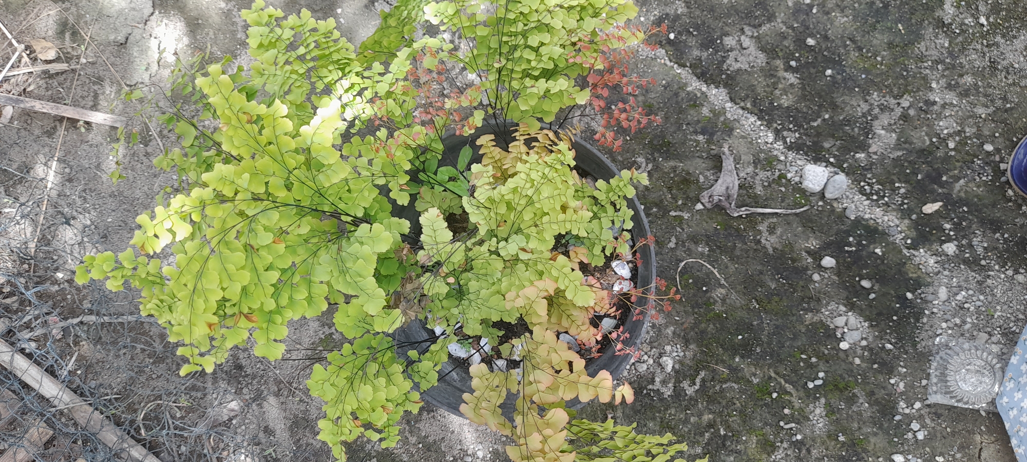 A bird's eye view shows a maidenhair fern in a black pot on a gray, stony surface. Some fronds are bright green, others are yellowing, and some show reddish-brown discoloration. White stones are visible on the soil surface in the pot. Part of a gray fence is visible in the bottom left of the frame and a blue shoe is visible on the bottom right. The image was taken in Buketteukuh, Indonesia.