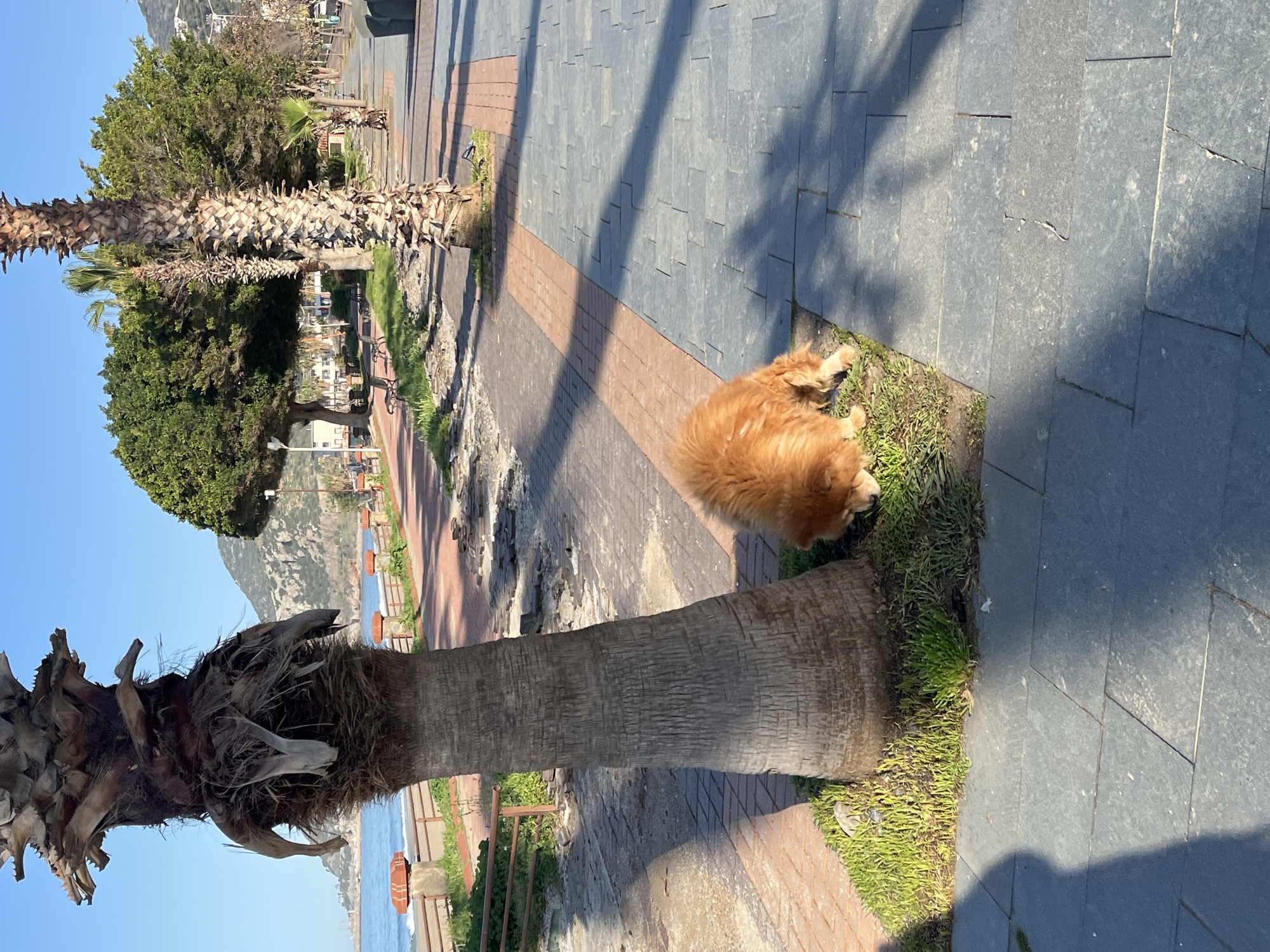 A medium-long shot depicts a scene along a pathway in Alanya, Turkey. An orange-colored Chow Chow dog rests on a patch of green grass situated between the base of a mature palm tree and the paved walkway. The walkway is constructed with gray bricks interspersed with a stripe of reddish-brown bricks. The pathway is bordered by the palm tree and a green grassy area. Beyond this, the Mediterranean Sea can be seen in the background, along with distant coastal mountains. The sky is clear and light blue. The dog seems to be lying down or stretching out on the grass. Tree shadows are cast across the pavement.