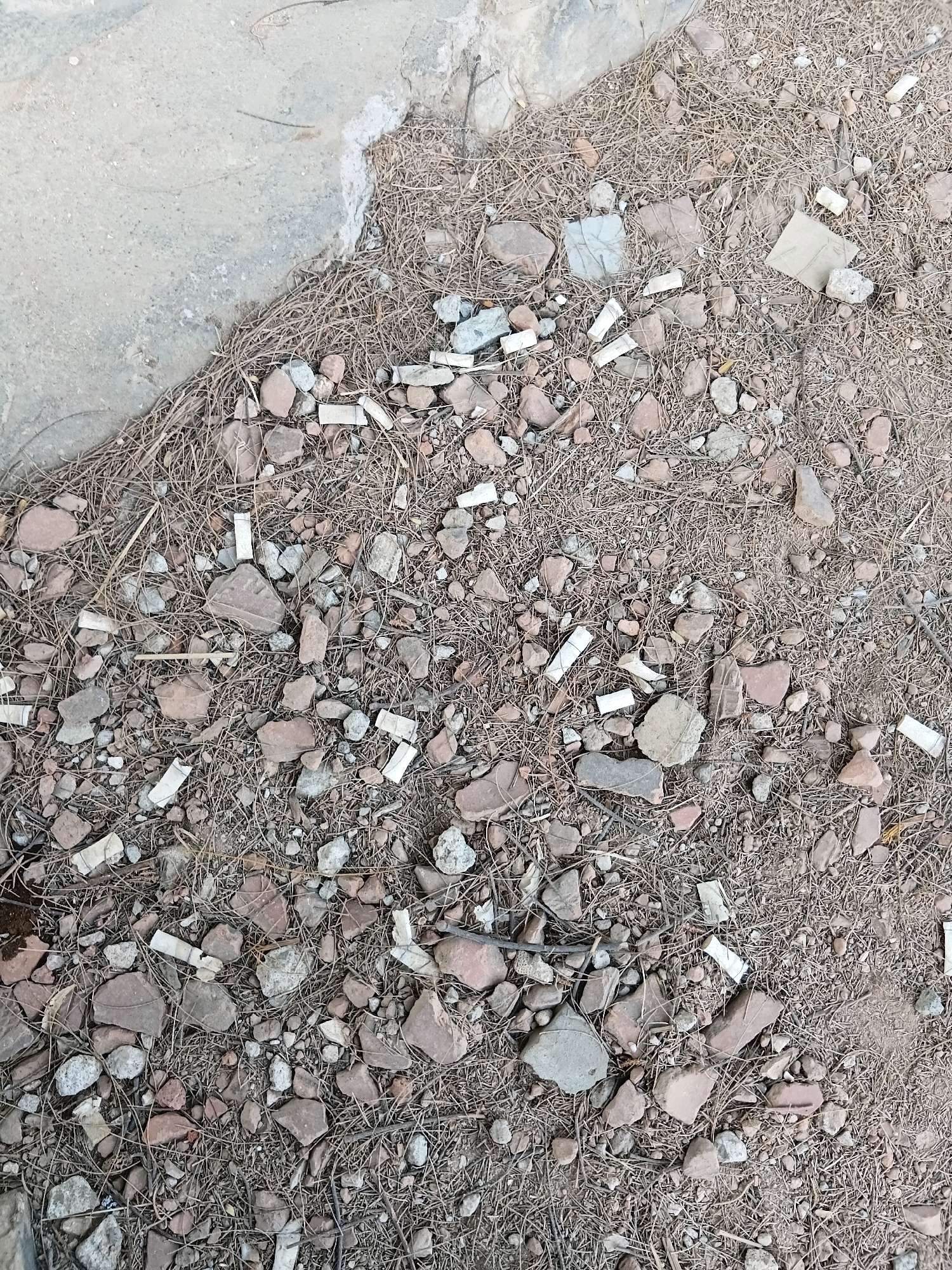 The image shows a close-up, overhead view of a littered ground surface. The ground is composed of dirt, small stones, broken pieces of reddish-brown material that appear to be brick or pottery, and a layer of dry, brown pine needles or similar organic debris. Scattered throughout this material are numerous cigarette butts, mostly white with some showing a filter end. The cigarette butts are the most prominent man-made objects in the scene. To the upper left of the frame, a portion of a lighter-colored, smooth surface, possibly concrete or stone, is visible, demarcated by a rough, uneven edge where it meets the littered ground. The overall impression is one of neglect and discarded waste. The location in Cikal, Indonesia, is not discernible from the visual information provided in the image itself, as there are no landmarks or contextual clues to indicate a specific geographical area within the city.