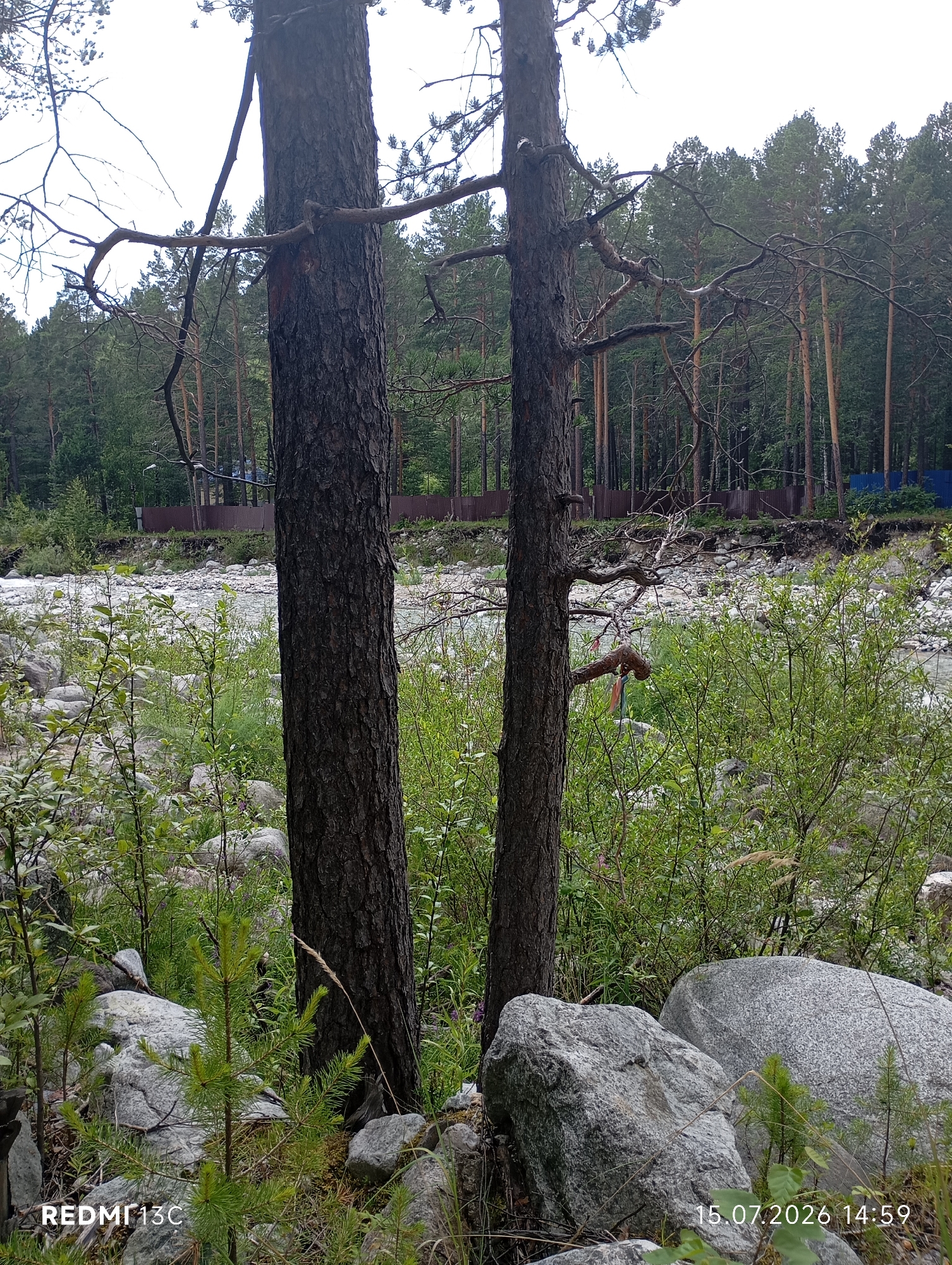 This is a daytime, eye-level shot of a forest scene near a riverbed in Arshan, Russia. Two prominent pine trees stand in the foreground, their dark bark textured and weathered. The ground is covered with large, grey boulders and lush green vegetation, including small pine saplings. In the background, a densely wooded forest of tall pine trees rises under a pale sky. A brown metal fence runs horizontally across the middle ground, bordering the forest. A riverbed, filled with light-colored stones, is visible beyond the fence, with the river itself partially obscured by the trees and foliage. The date and time "15.07.2026 14:59" are watermarked in the lower right corner, along with "REDMI 13C" in the lower left. There are no people or animals visible in the image.
