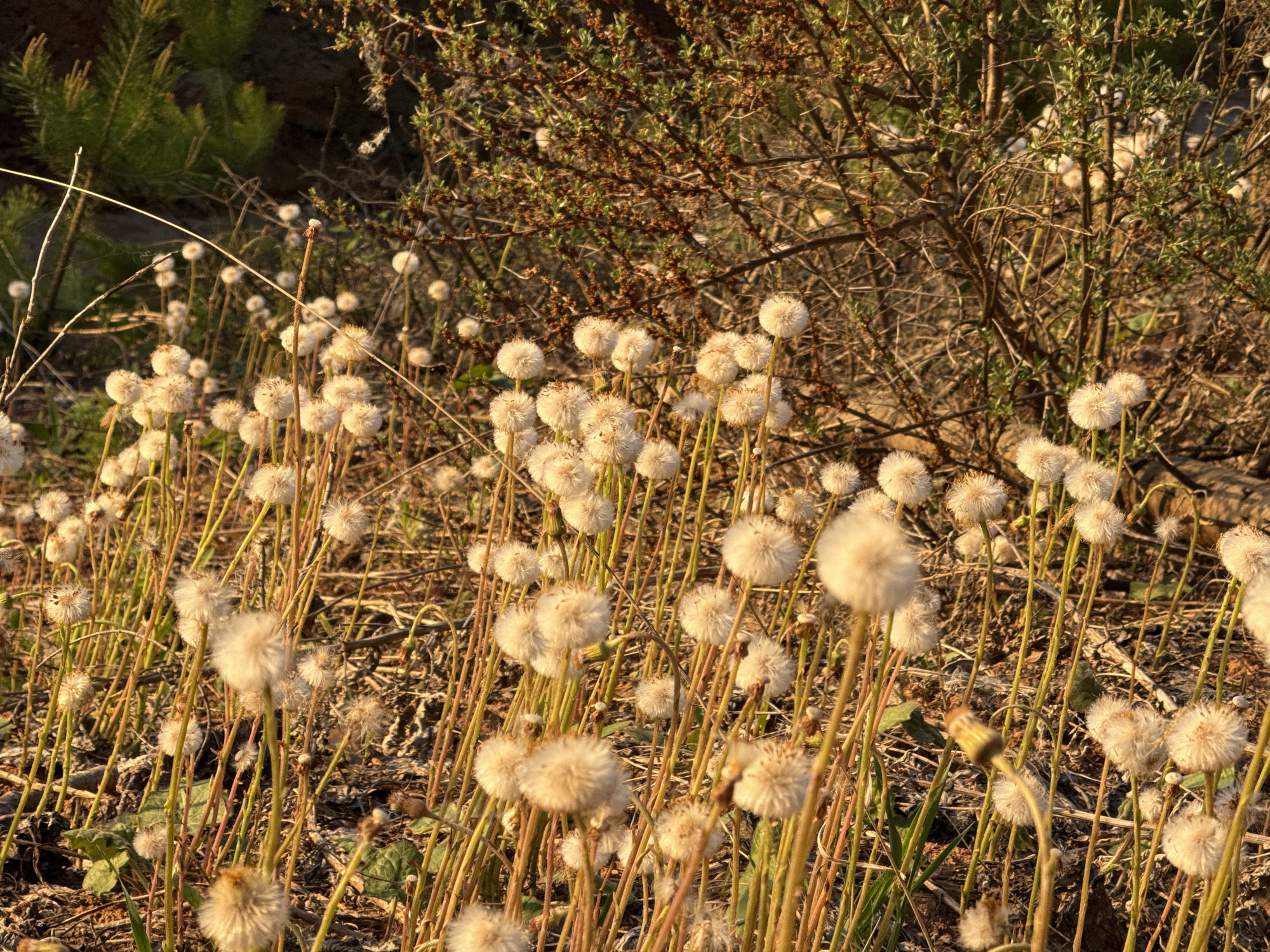 A field of fluffy white seed heads, likely of a plant from the aster or dandelion family, occupies the foreground. The stems of these plants are thin and appear yellowish-brown, reflecting light. Behind the field of seed heads is a dense bush with thin, tangled branches. The foliage on the bush is a mix of green and brown, suggesting a transition between seasons or the presence of both living and dead branches. To the left, in the background, there are glimpses of what appears to be a coniferous tree or shrub, indicated by the presence of needle-like leaves. The overall lighting suggests either early morning or late afternoon due to the warm, golden hues. The environment appears to be a natural, possibly uncultivated area. Given the location of Прикамский, Russia, the plants are likely to be species native to that region.