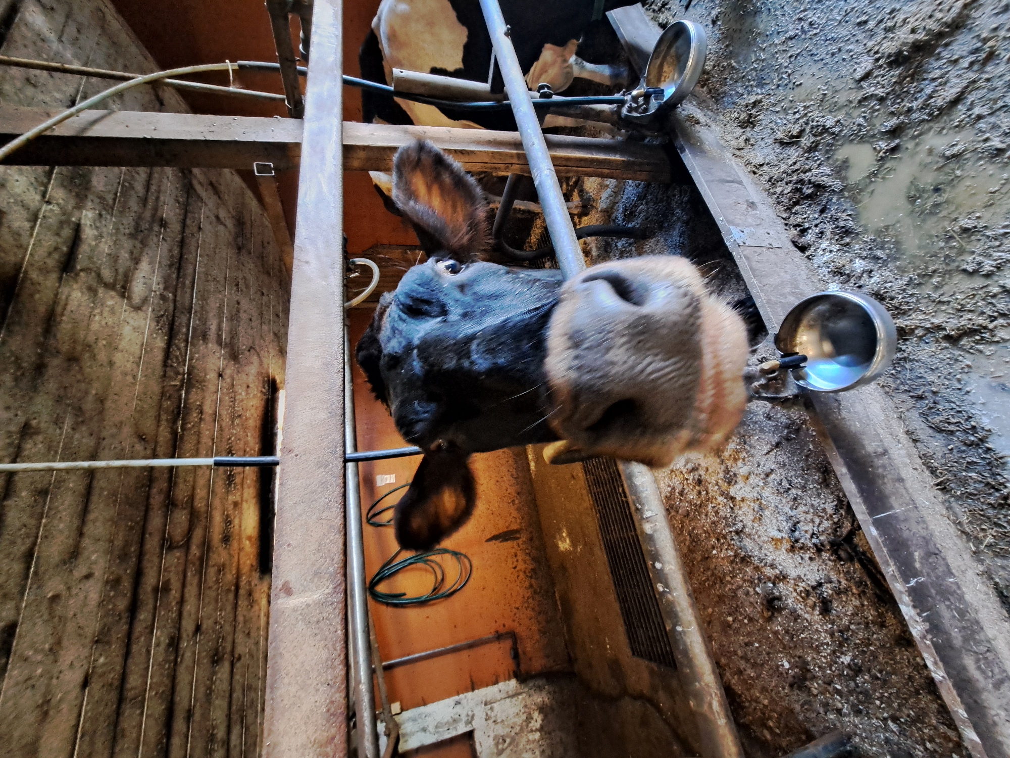 The image captures a close-up perspective of a black and white cow's head in a barn, with its nose prominently featured in the foreground. The cow is positioned within a pen, indicated by metal railings and wooden structures. In the background, another cow, partially visible, stands in the same enclosure. The environment appears to be a dairy farm, with elements such as feeding troughs, water bowls, and wooden beams indicative of agricultural infrastructure. The ground is covered in dirt and straw, suggesting a typical barn floor. The overall lighting is dim, typical of an indoor barn setting. The image does not provide any specific clues to its location within the city of Toholampi, Finland.