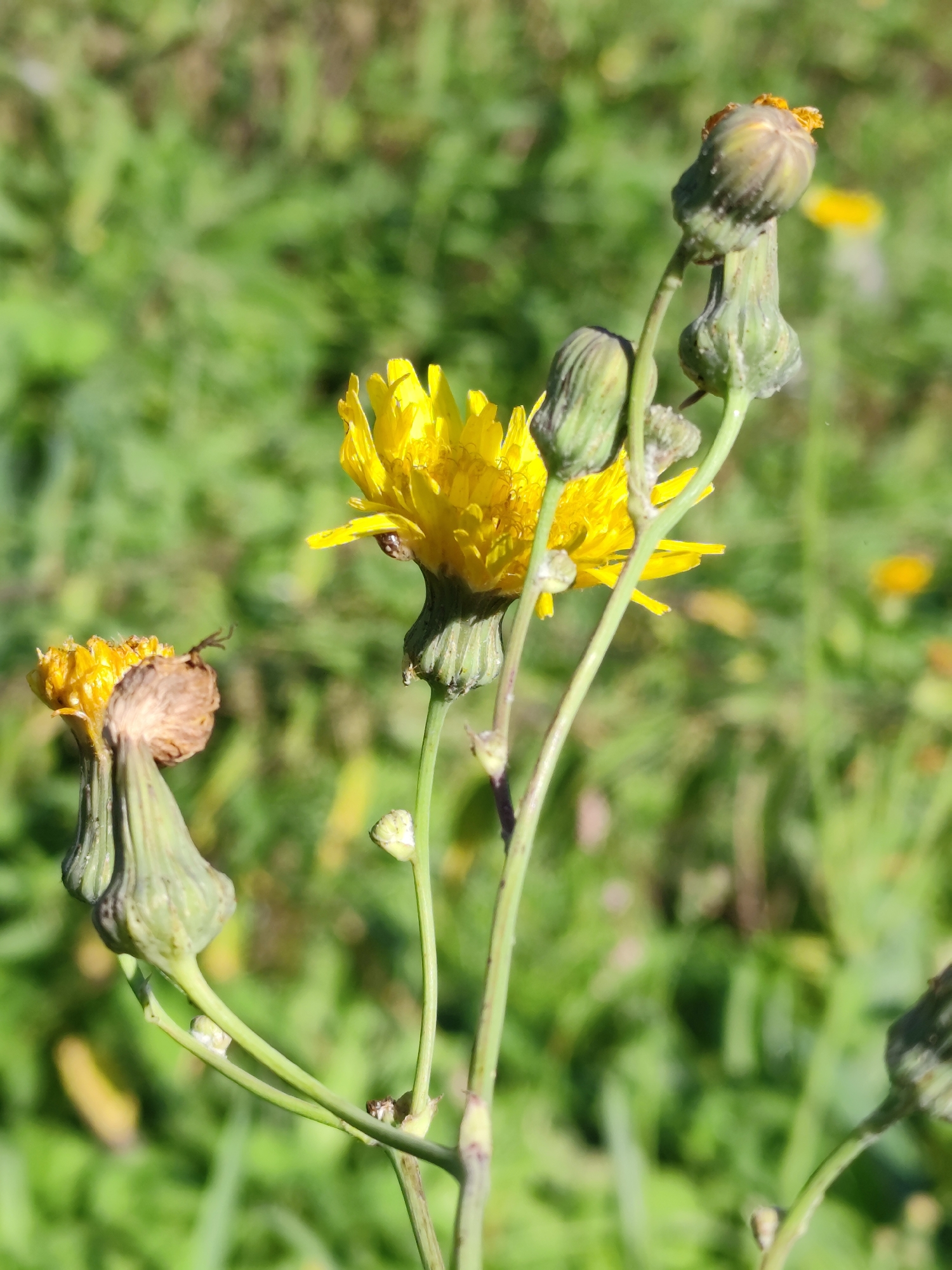 The image shows a close-up of a yellow flower with multiple buds on its stem, set against a blurred green background of grass. The flower is in focus, with delicate yellow petals. Several closed buds of varying sizes are visible along the stem, some appearing green and tightly closed, while others show signs of developing petals. The stem is thin and green. The background is softly out of focus, suggesting a natural outdoor setting, possibly a meadow or a park. The lighting is bright, creating a natural and pleasant ambiance. There are no people or any other discernible man-made objects in the scene. The location is identified as Barlaksky, Russia.