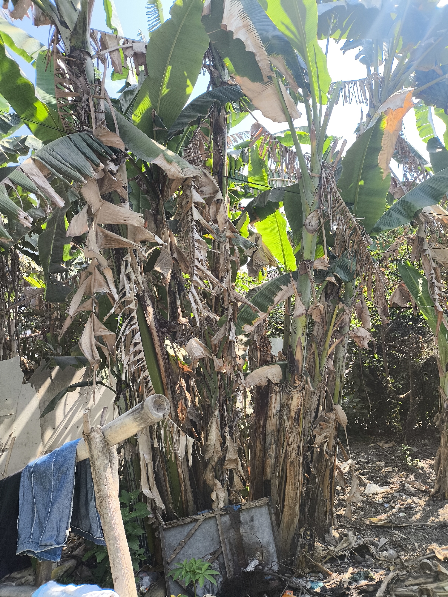 This image depicts a dense cluster of banana trees with several withered and brown leaves hanging amongst vibrant green ones. The trunks of the banana trees are thick and textured. In the foreground, to the left, a makeshift clothesline made of bamboo holds a pair of blue jeans and a black garment. The ground is littered with dry leaves, banana fronds, and some scattered white plastic debris. A portion of a gray, flat object, possibly a sheet of metal or plastic, rests against the base of one of the banana trees, with some green plants growing near it. The background is filled with more foliage and trees, suggesting a natural or semi-rural environment. The lighting indicates a bright, sunny day, with some lens flare visible at the top right of the image. This scene is located in Lumajang, Indonesia.