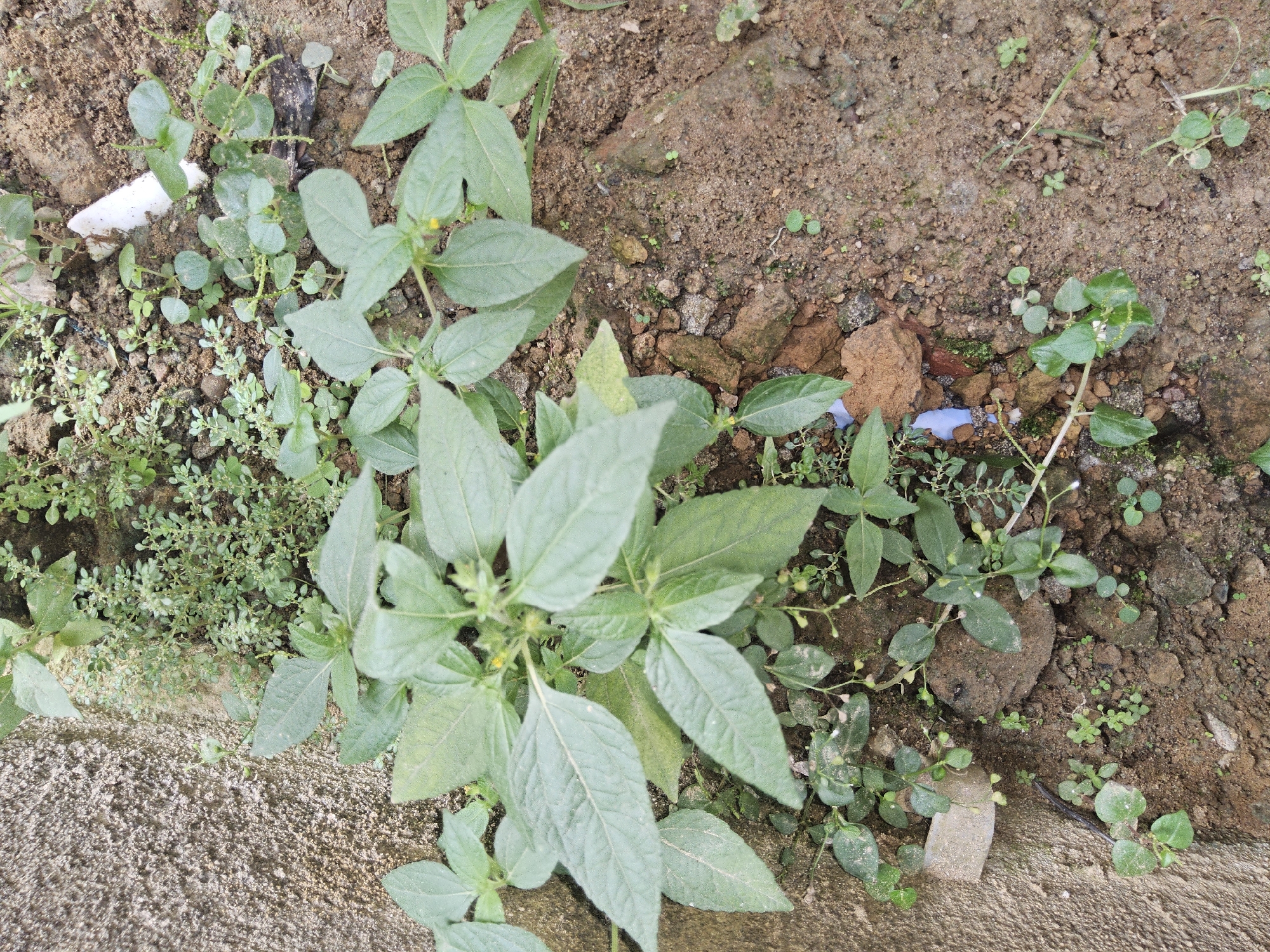 A close-up, overhead shot showcases a patch of earth at the base of a textured concrete wall. The soil is a mix of brown dirt and small stones, with several clumps of green plants growing from it. In the foreground, a few larger plants with broad, oval leaves are prominent. To the right, a dense cluster of smaller, delicate green plants fills the space. The concrete wall, rough and speckled, forms the backdrop. The scene appears to be an outdoor environment, likely a garden or undeveloped area.