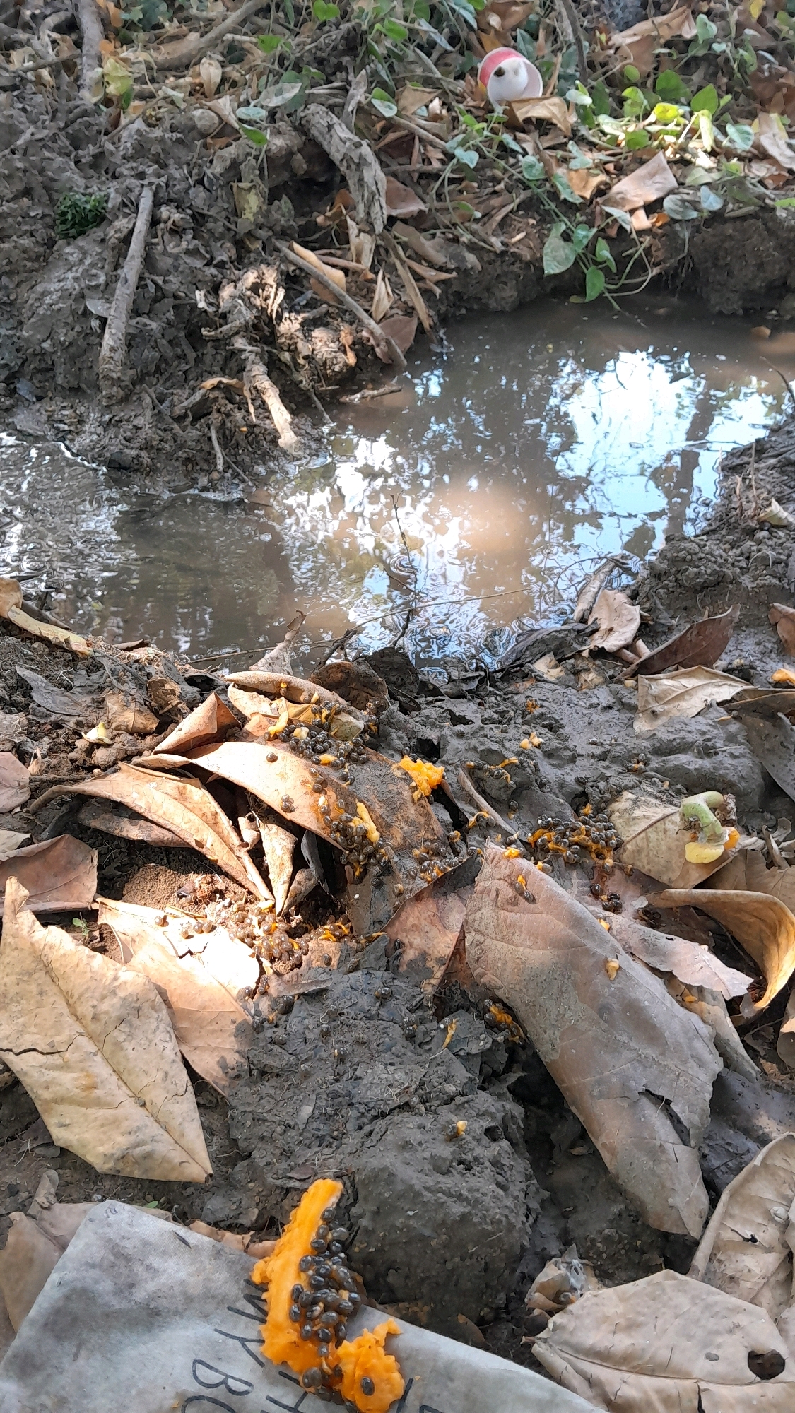 The image depicts a muddy, outdoor environment likely located in Ngraho, Indonesia. In the foreground, several pieces of decaying fruit, appearing to be papaya, are scattered on the ground amidst fallen leaves and dark soil. Small, dark seeds are visible on the fruit. Numerous small insects, possibly ants, are swarming around the fruit and on the surrounding mud and leaves, indicating a feeding activity. A small puddle of murky water is present in the midground, reflecting the sky and surrounding vegetation. The background shows more of the natural, unkempt terrain with branches, roots, and green plants. In the upper right corner, a small, red and white object, possibly a toy or a discarded item, is partially visible. The scene appears to be an undisturbed natural or semi-natural setting where decomposition and insect activity are taking place.