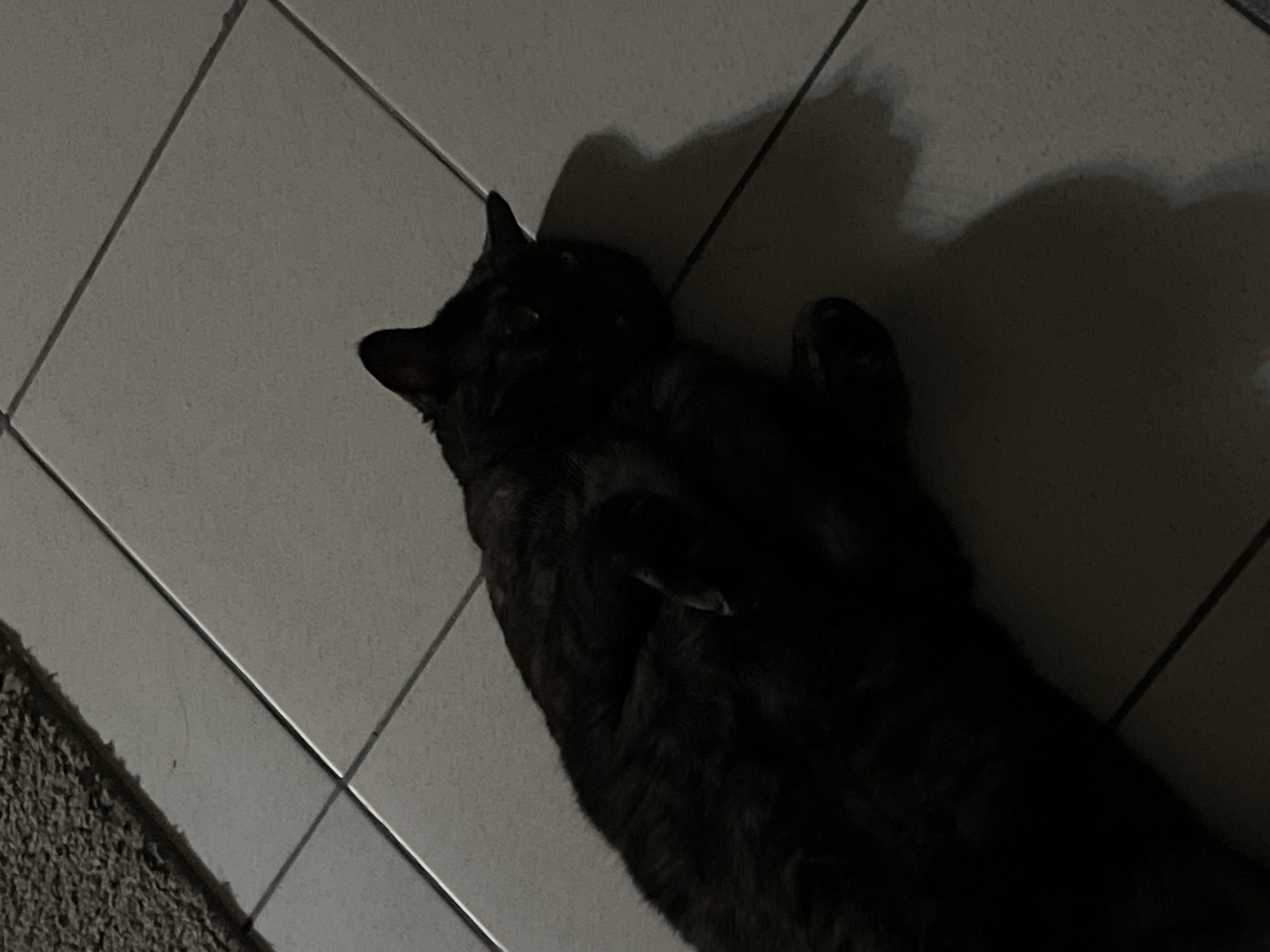 A black cat is lying on its back on a tiled floor. The cat is dark and appears to be a domestic shorthair. Its eyes are closed or partially closed, and its paws are resting on its chest. The cat is illuminated by a soft light source, casting a shadow on the floor behind it. The tiled floor is light gray with visible grout lines. To the left of the cat, a corner of a dark gray textured rug is visible. The scene is dimly lit, suggesting it is nighttime or indoors with low lighting. There is no indication of the city of Kazan, Russia, in the image.