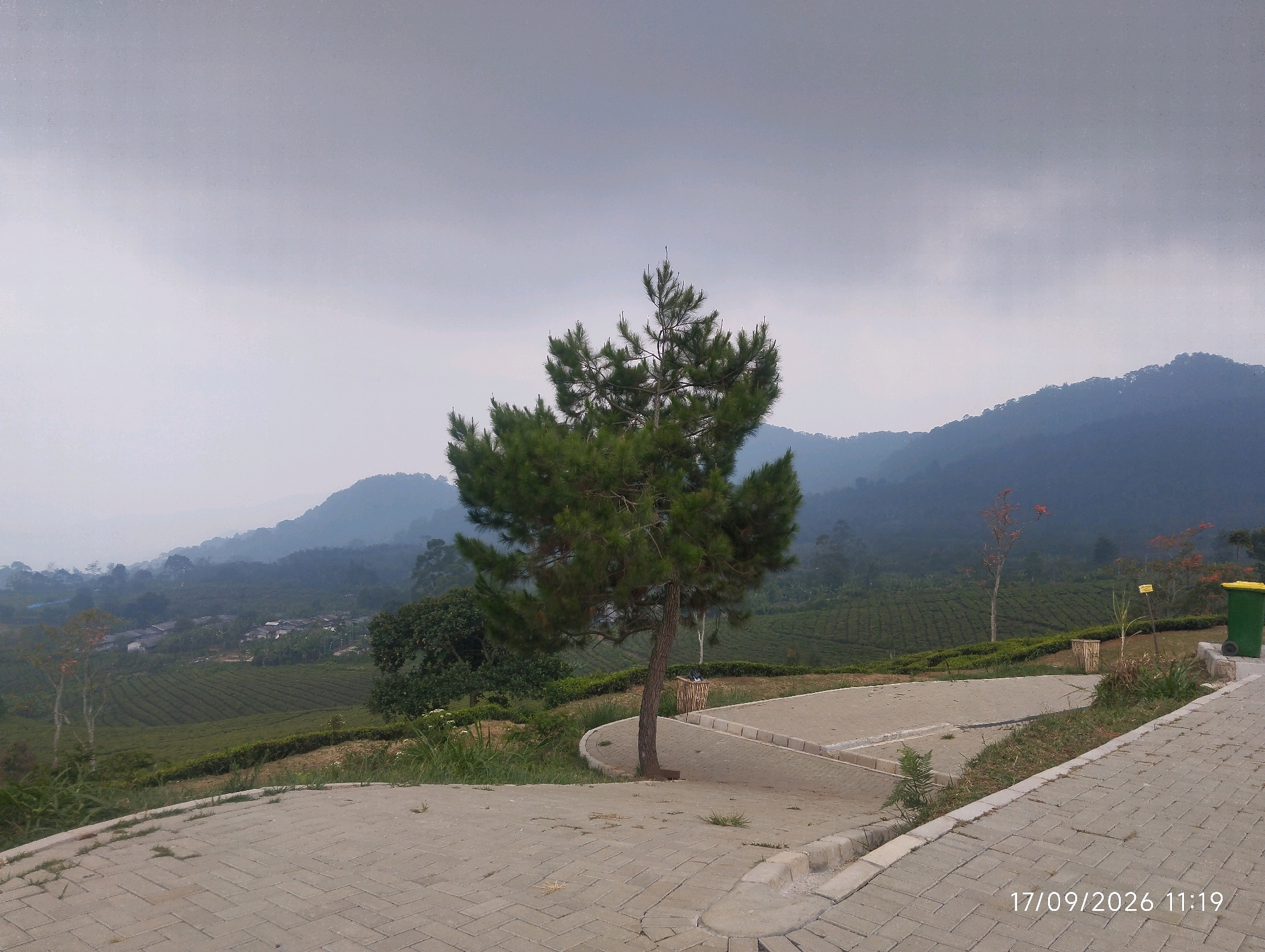 A wide-angle shot captures a scenic view of a tea plantation on a cloudy day, with mountains in the background. The foreground features a paved walkway made of interlocking concrete bricks, curving to the right. A lone pine tree stands prominently in the mid-ground, its branches spreading outwards. Beyond the tree, the rolling hills of the tea plantation are visible, interspersed with some buildings and scattered trees. The sky is overcast and hazy, contributing to a muted color palette. The lower right corner of the image displays a timestamp: "17/09/2026 11:19".