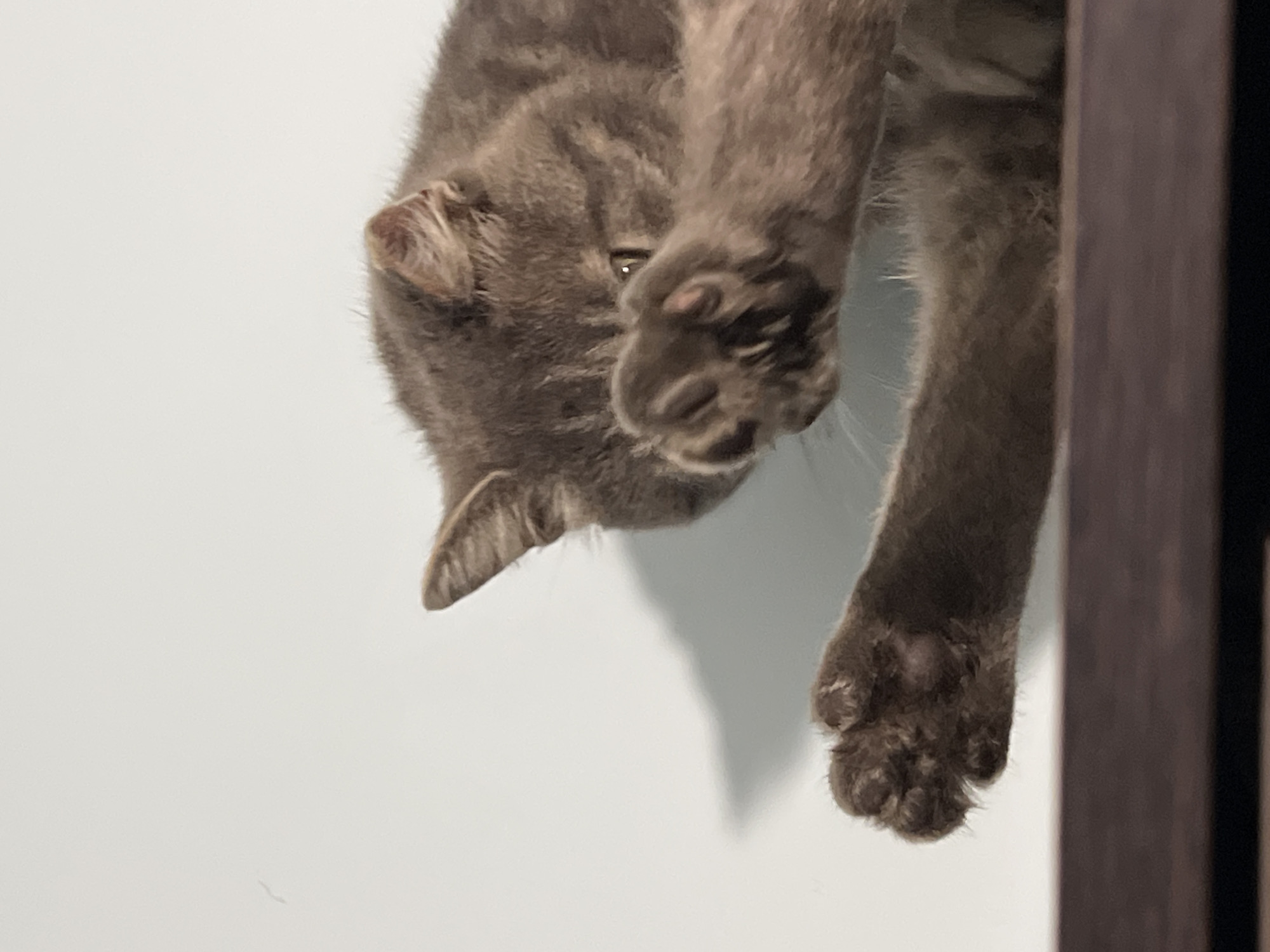 In Smolenskaya, Russia, a grey cat is captured in a playful pose, shielding its face with its paws. The cat is positioned on a dark brown surface, possibly a shelf, with a light blue wall as the backdrop. A shadow of the cat is cast on the wall, adding depth to the scene. The cat's paws are extended forward, one raised slightly higher than the other, as if mid-pounce or playfully hiding. The image focuses on the cat's adorable and mischievous demeanor.