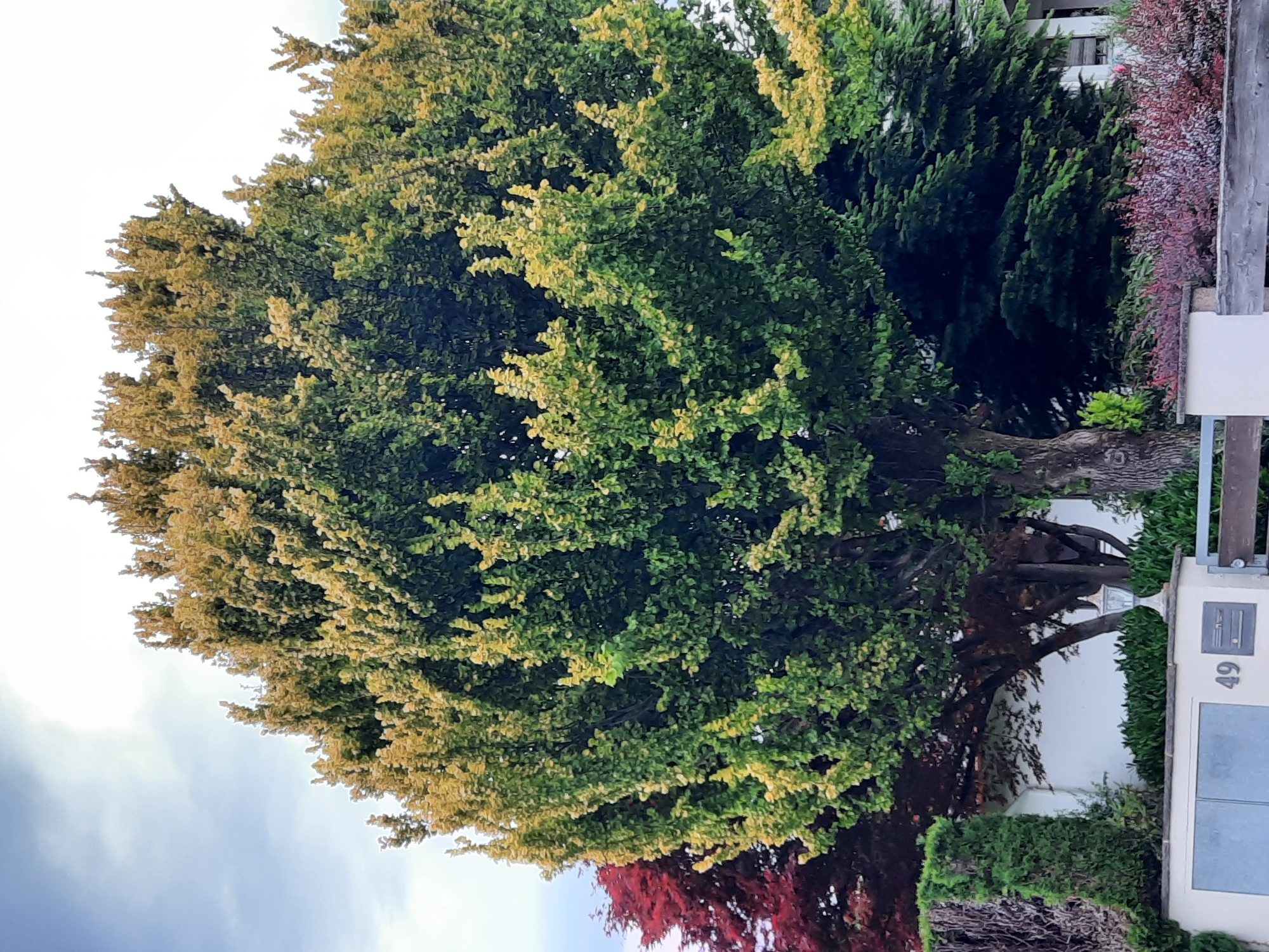The image depicts a lush green tree with some yellowing leaves, suggesting it might be autumn. The tree is the dominant subject, filling the majority of the frame and extending towards the sky. Behind the tree, there's a white building with some architectural details and a grey column to the right. Further back, a darker green conifer tree is visible, along with some red foliage, possibly from another tree or shrub, adding a contrast of colors. The sky is overcast with some light peeking through, indicating a cloudy day. On the building, the number "49" is clearly visible, potentially indicating a house number. The scene appears to be a residential area, with well-maintained greenery. There is no discernible activity or event taking place, and no people are visible. The overall impression is one of a serene, natural setting with hints of human habitation.