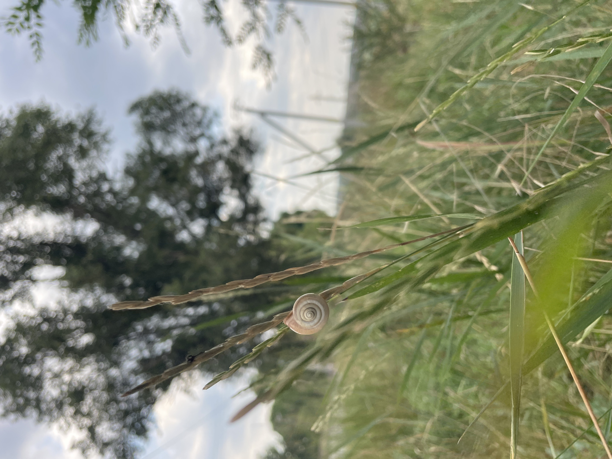 This is a close-up, low-angle photograph of a small snail on a blade of grass. The snail's shell is a light tan color with concentric whorls and is positioned slightly off-center to the right. The snail is on a thin stalk of grass, which appears to be dried or in the process of drying, with a darker, spiky seed head above it. The foreground is dominated by lush green grass and other plant life, creating a shallow depth of field. In the background, trees with blurred foliage are visible, along with a hazy sky. The overall impression is one of a natural, outdoor setting. The lighting suggests it might be late afternoon or early morning, with diffused light filtering through the clouds. The image appears to be taken in Cahul, Moldova, a region known for its natural landscapes. No text is visible in the image.