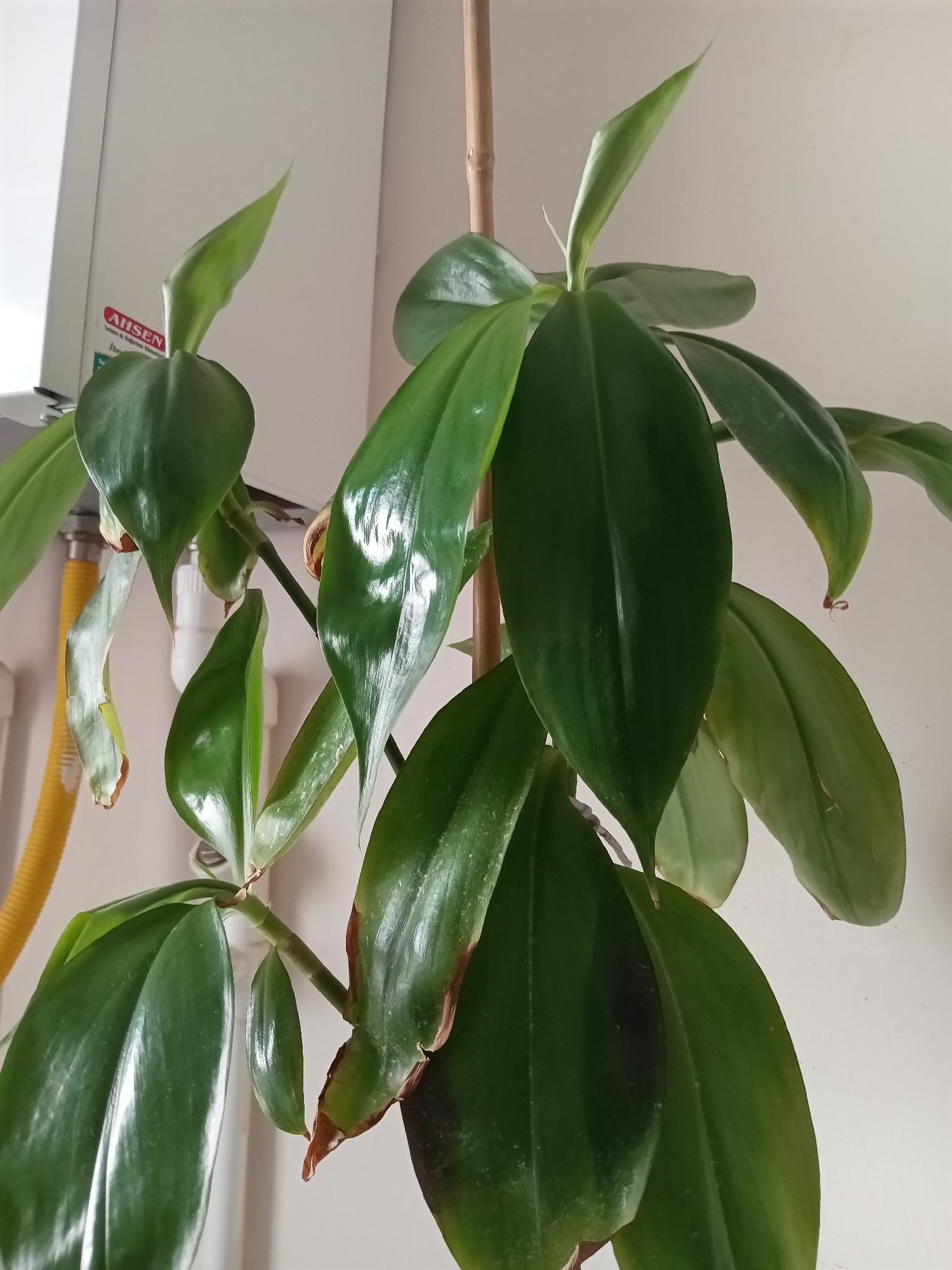 An indoor plant with large, glossy green leaves and a wooden stake is the primary subject of the image. Some of the leaves show signs of browning and dryness along the edges. The plant is positioned in front of a white wall. To the left of the plant, a white appliance, possibly a water heater or a fuse box, is visible, along with a yellow corrugated pipe. The lighting suggests it is daytime. The location is identified as Bahşılı Belediyesi, Turkey.