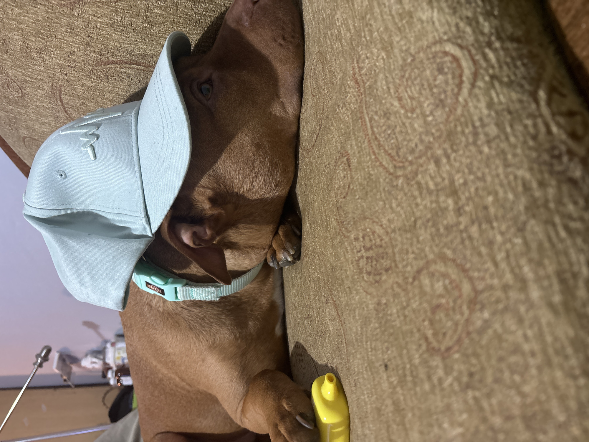 A brown dog wearing a light blue baseball cap and a matching collar is lying on a brown sofa. The dog is positioned sideways, with its head resting against the sofa's armrest. A yellow object is near the dog's paws. The location in Sofia, Bulgaria cannot be determined from the image.