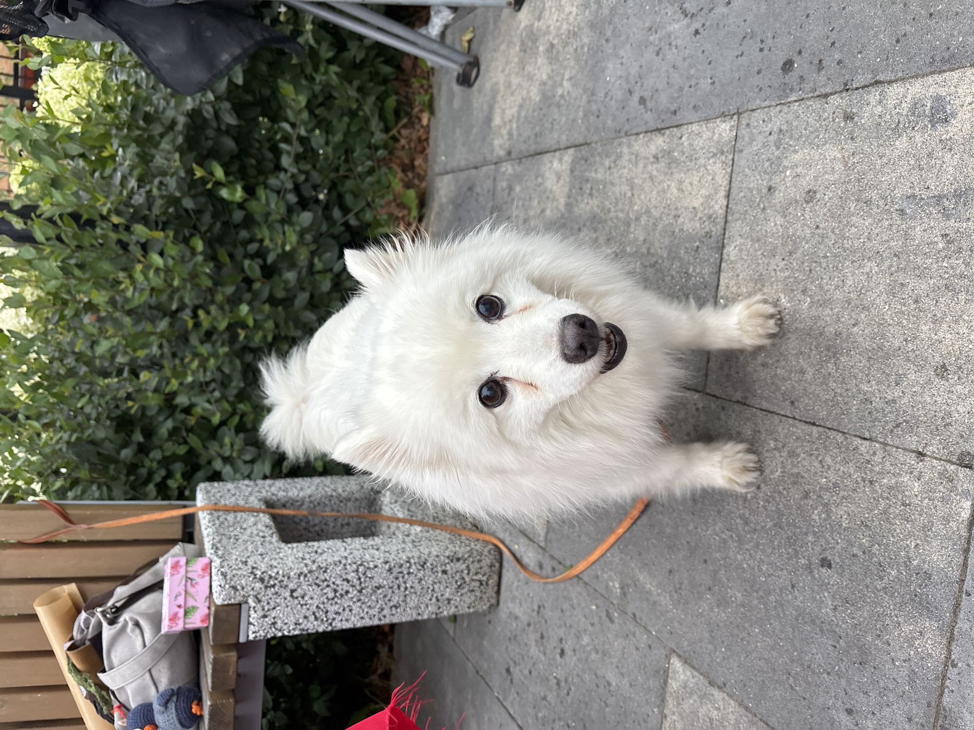A white fluffy dog stands on a grey paved surface. The dog is facing forward and is slightly to the right of the center of the image. Behind the dog, there is a textured grey bench with a wooden top. On the bench are several items including a grey purse, a brown rolled object, and a small pink box. To the left of the dog, a pink fringed object is visible. An orange leash is connected to the dog and trails behind it. In the background, there is dense green foliage. The overall scene appears to be outdoors in a park or public area.