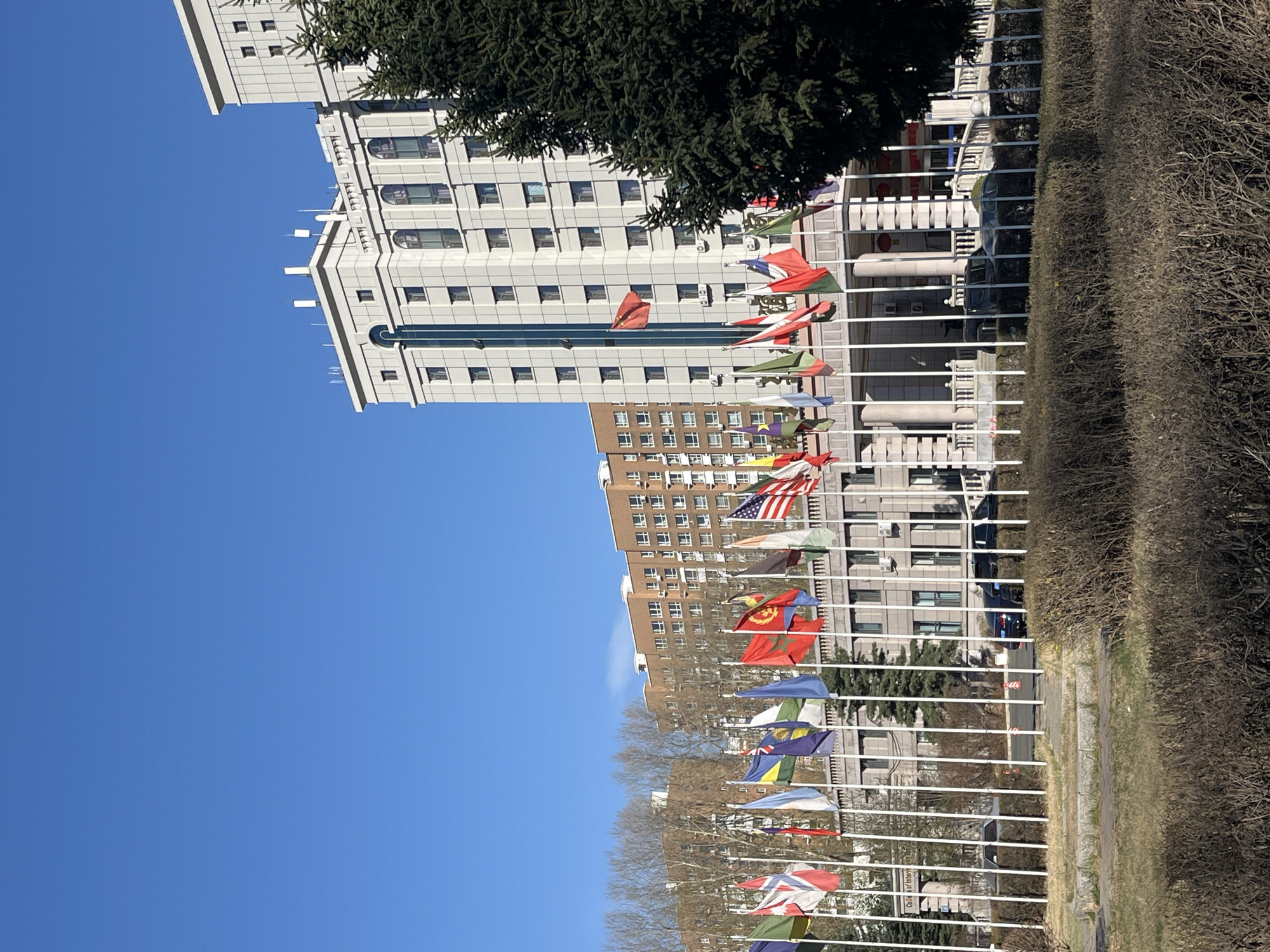 The image depicts an outdoor scene featuring a row of international flags set against a backdrop of modern buildings and a clear blue sky, likely located in Changchun City, China.
In the background, a prominent, light-colored building with a multi-storied facade dominates the right side of the image. It features numerous rectangular windows and distinctive arched windows on its upper floors, alongside a tall, narrow window band. To the left and further back, a brown-toned building with many uniform rectangular windows is visible. A dense evergreen tree stands on the upper right, partially obscuring the light-colored building.
Across the middle of the frame, a long line of white flagpoles displays flags from various nations, fluttering in a gentle breeze. Clearly identifiable flags include the United States (Stars and Stripes), the Kingdom of Morocco (red with a green pentagram), and the United Kingdom (Union Jack). Other flags with diverse colors and patterns are also visible, suggesting an international presence, such as a consulate, embassy, or an institution hosting international relations.
In the foreground, a neatly trimmed, dark hedge runs horizontally along the base of the flagpoles, separating the viewing area from a paved pathway. Beyond the hedge and flagpoles, faint glimpses of parked or moving dark-colored cars can be seen. The sky is a bright, cloudless blue, indicating fair weather during the daytime, likely morning or early afternoon due to the clear light. On a distant building, barely legible text that appears to be "Office of International" is visible on a sign. The overall scene conveys a sense of international formality and order.