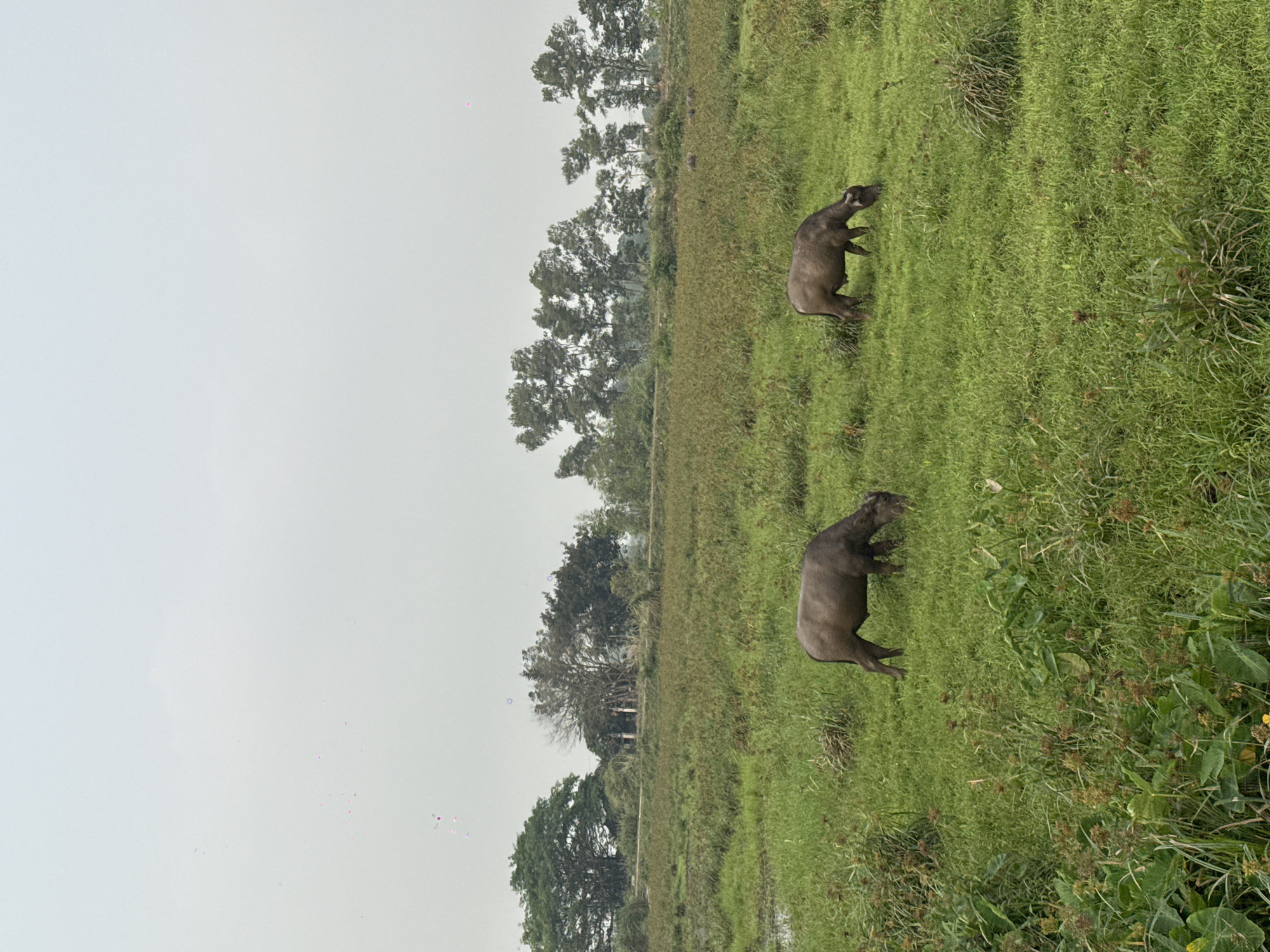 Two water buffalo graze in a lush, green field under an overcast sky in Nam Hoa Lư Ward, Vietnam. Trees line the horizon behind the field.