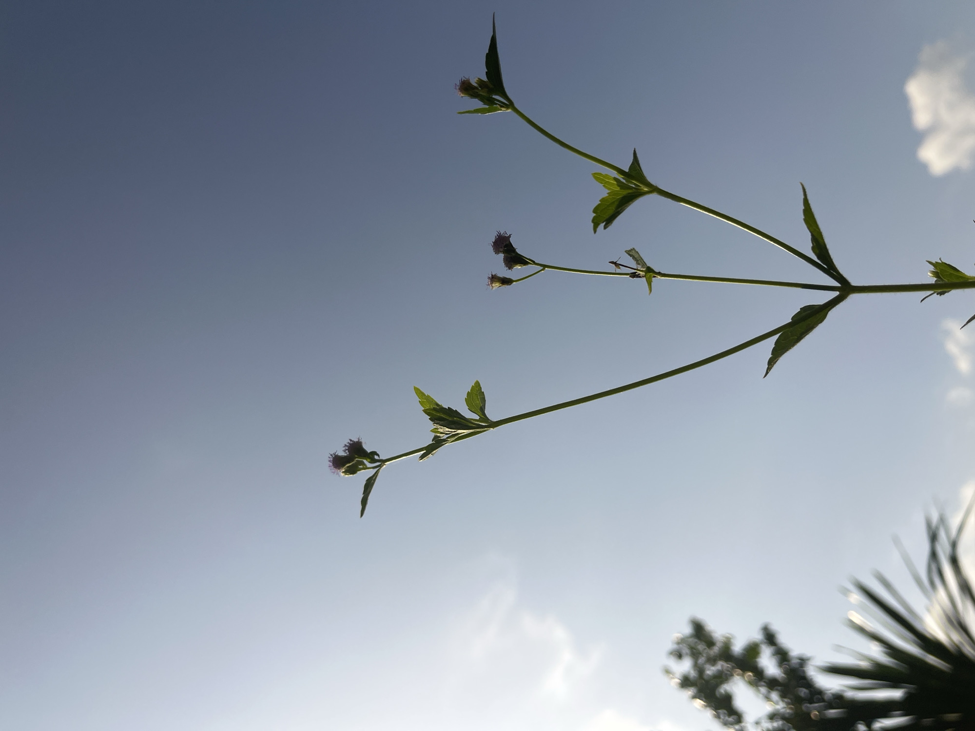 The media file displays a close-up, low-angle shot of a plant stem adorned with small, purplish blossoms and green leaves, set against a vast, light blue sky. The main stem of the plant angles diagonally from the bottom left towards the top right of the frame, with smaller branches bearing clusters of tiny flowers and lance-shaped leaves. The plant is predominantly backlit by the sun, creating a silhouette effect for much of its structure, though some leaves exhibit a vibrant green where the light catches them directly. The background consists of a clear sky, transitioning from a slightly deeper blue in the upper left to a lighter hue towards the bottom right, indicative of bright daylight. Wispy white clouds are visible in the top right and bottom right portions of the sky. In the bottom right corner, out-of-focus, dark silhouettes of other foliage, possibly palm fronds or tree leaves, are discernible, suggesting a lush environment. The scene captures a tranquil moment in nature during daytime, with no human activity or visible text. This natural setting is located in Ikot Ekpene, Nigeria.