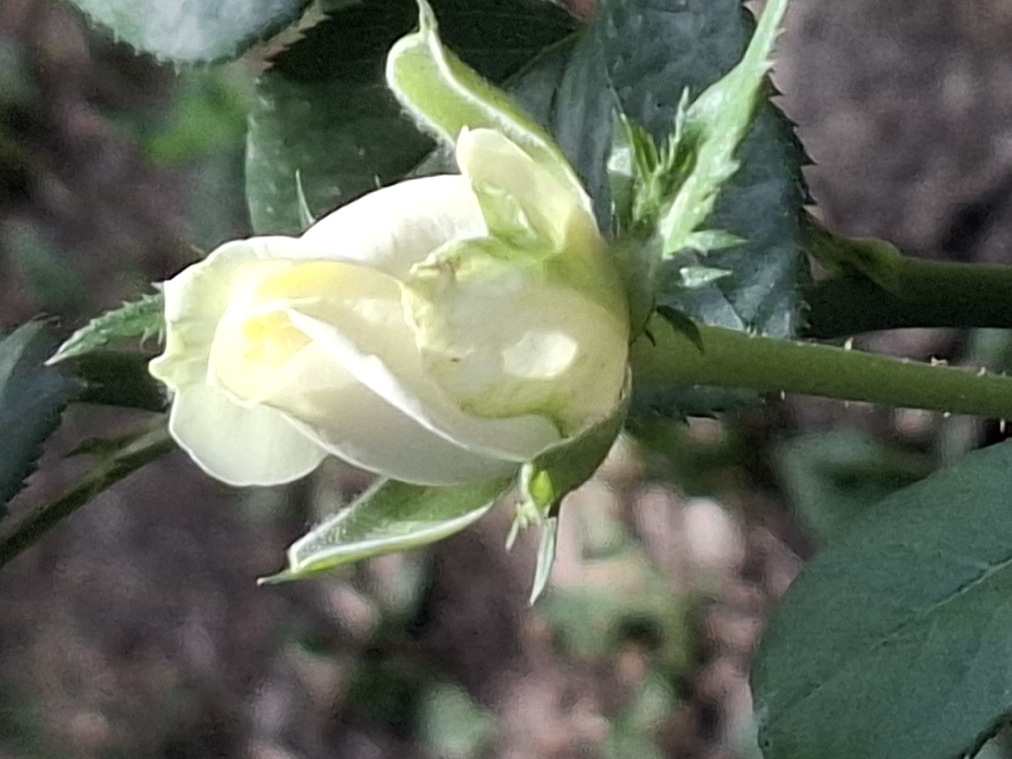 A close-up shot focuses on a white rosebud with hints of yellow peeking through its tightly furled petals. The bud is surrounded by vibrant green sepals and leaves, some of which are serrated. The background is softly blurred, suggesting an outdoor setting with dappled light filtering through foliage, possibly a park or garden in Almaty, Kazakhstan. The image is sharply focused on the rosebud, highlighting its delicate structure and the subtle variations in color. No people or animals are visible.