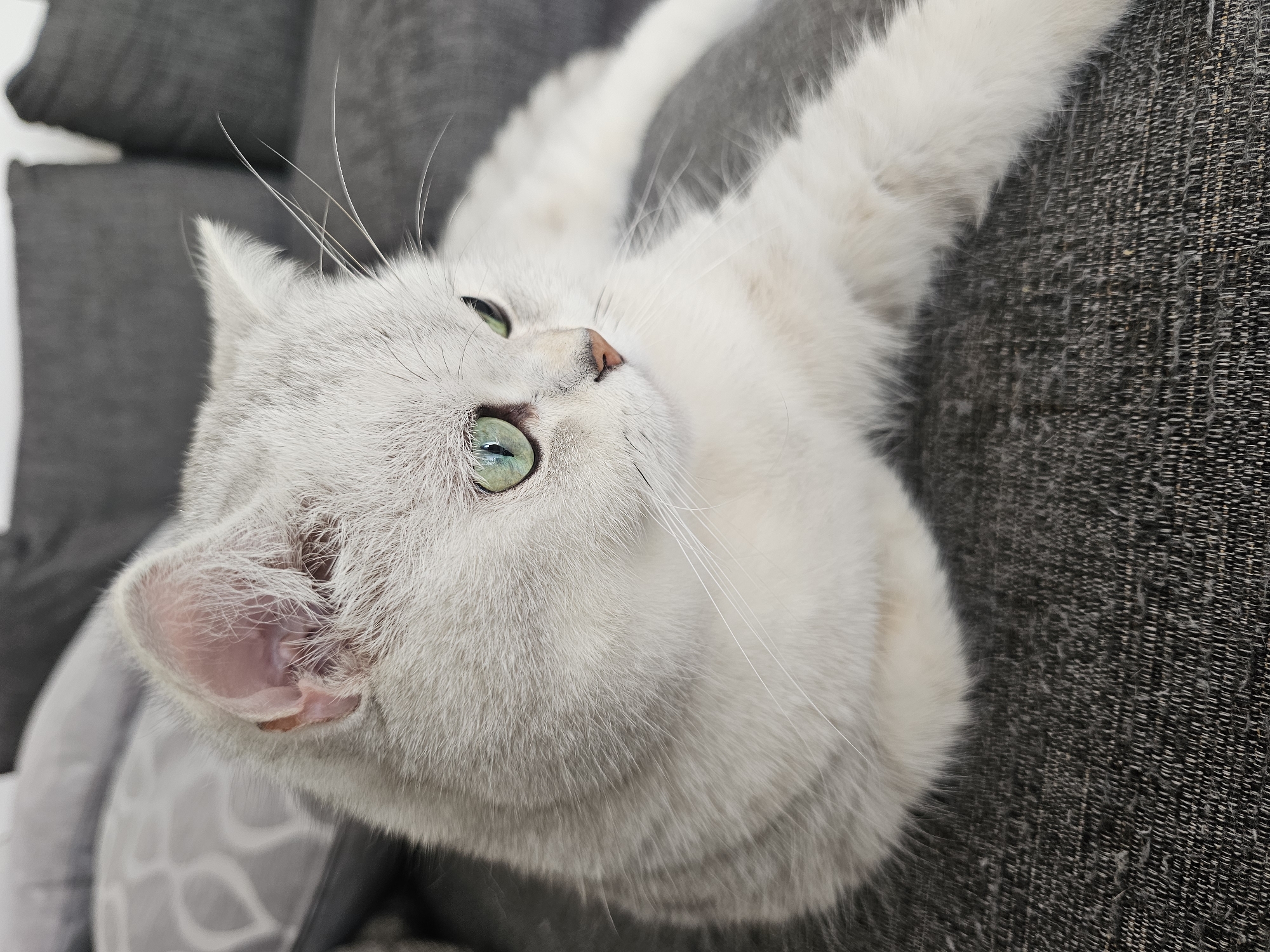 A medium shot captures a British Shorthair cat with silver-tipped fur and piercing green eyes, lounging on a dark gray sofa. The cat is positioned on its left side, facing the right of the frame, with its head turned to look away from the camera. Its left ear is visible, showing a pink interior. The cat's whiskers are prominent against its light-colored fur. The sofa's textured fabric is visible in the foreground and background. In the upper left corner, a blurred gray pillow with a subtle pattern can be seen. The overall lighting is soft, with natural light illuminating the scene.