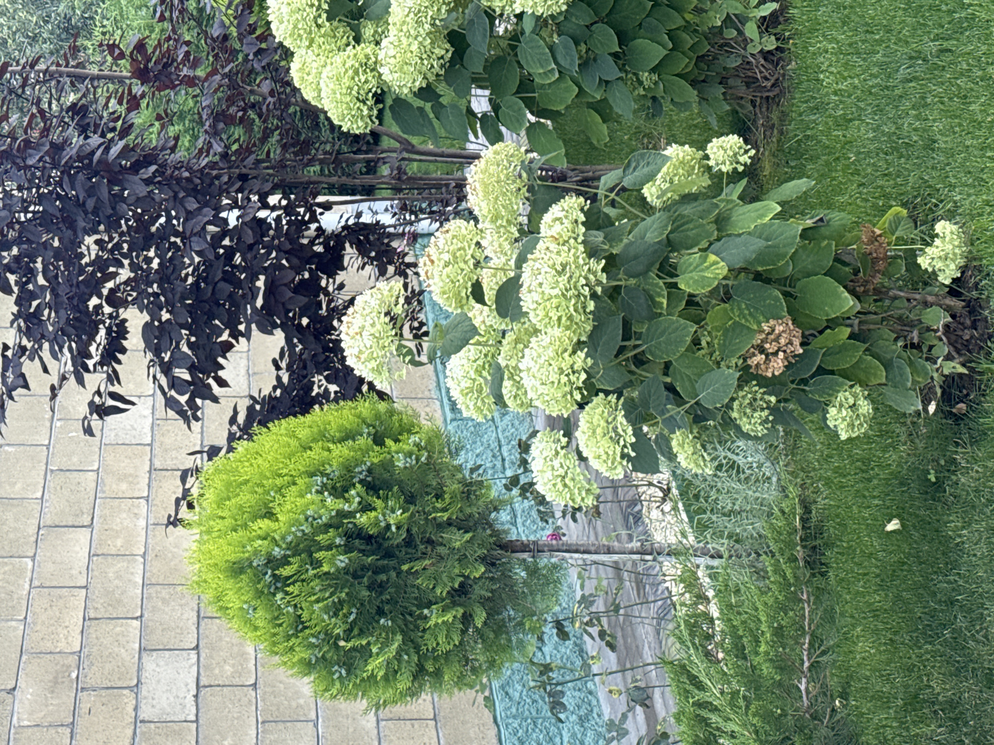 In Sary-Oy, Kyrgyzstan, a lush garden scene unfolds. A rounded, bright green evergreen shrub stands prominently in the foreground, its dense foliage contrasting with a backdrop of dark-leaved trees. To the right, a hydrangea bush displays clusters of pale green flowers, some beginning to dry and brown. In the distance, a brick wall forms a textured boundary. The ground is covered in neatly trimmed green grass, with scattered dried leaves and a single, pale yellow butterfly visible on the lawn. The environment appears calm and well-maintained.