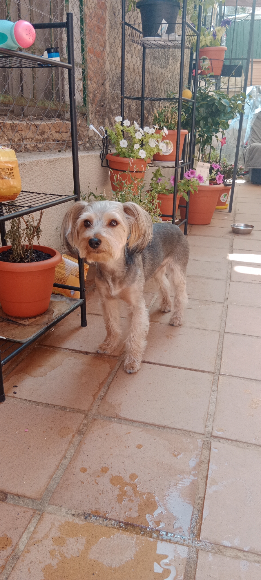 A small, gray and tan Yorkshire Terrier stands on a tiled patio, looking directly at the camera. The dog has its ears perked up and appears alert. The patio is outdoors, with a reddish-brown tiled floor that shows some damp patches, suggesting it might have recently rained or been watered.
Behind the dog, a black metal shelving unit holds several potted plants. The plants are in terracotta-colored pots. Some have white and pink flowers, while others are green. A bright orange container is on the top shelf. Further in the background, a chain-link fence is visible, and beyond that, a building with weathered walls. The overall setting appears to be a backyard or patio area.
The lighting suggests it is daytime, possibly late morning or afternoon, with sunlight casting shadows. The presence of plants and an outdoor setting indicates a pleasant, possibly warm, day. There are no people visible in the frame. The dog's expression is neutral, perhaps curious.
There is text visible on some of the items in the image, particularly on the orange container and on labels attached to some of the pots, but the text is too small and blurry to be read. The location context provided is Galapagar, Spain.