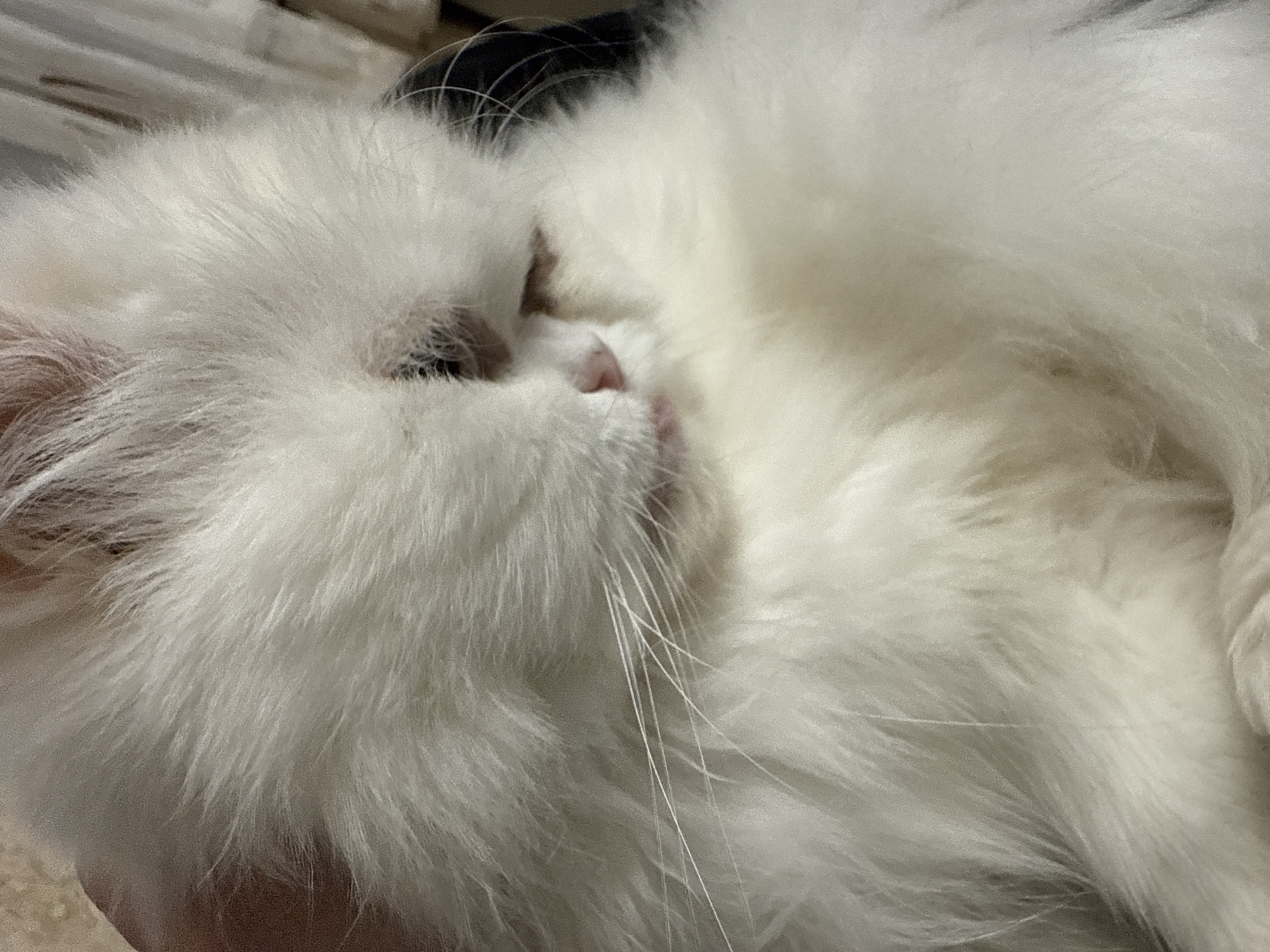 A close-up shot of a white, fluffy cat lying down. The cat's face is visible, with a pink nose and whiskers. The background is blurry. The location is not discernible from the image, therefore the location in Burgas, Bulgaria, cannot be confirmed.
