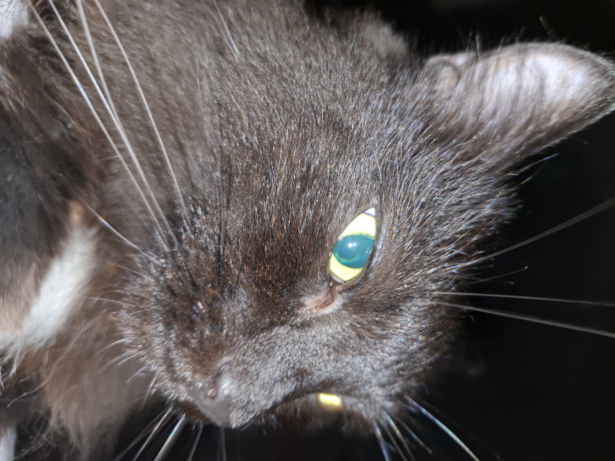 Close-up image of a cat's face, predominantly brown-black fur with white patches near the neck. The cat has a green eye, and its whiskers are visible. The lighting is somewhat dark, and the subject is off-center. There is no visible evidence to indicate that this image was taken in Chaikovsky, Russia, or any other specific location.
