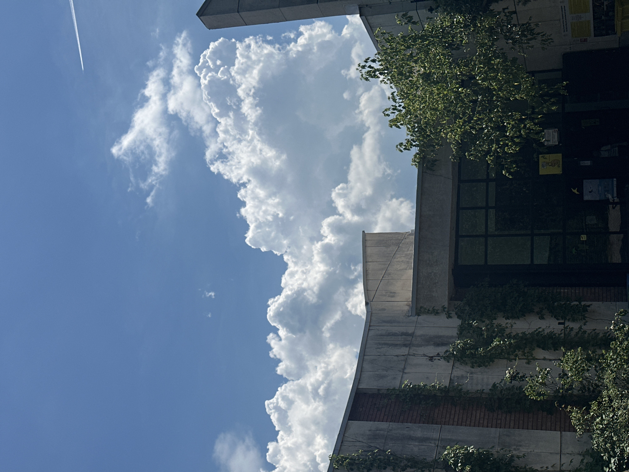 A clear blue sky with large, fluffy white clouds dominates the upper portion of the image. A faint contrail from an airplane is visible in the top right corner. In the lower half, a modern building with a curved facade is seen. The building's exterior is a mix of grey concrete panels and some sections with exposed brickwork. Lush green ivy is growing vertically up the facade in several places. A large tree with green leaves partially obscures the building's entrance, which features large, dark-tinted windows. The scene appears to be outdoors on a sunny day. Based on the building's architecture and materials, it could be located in an urban environment such as Sofia, Bulgaria.