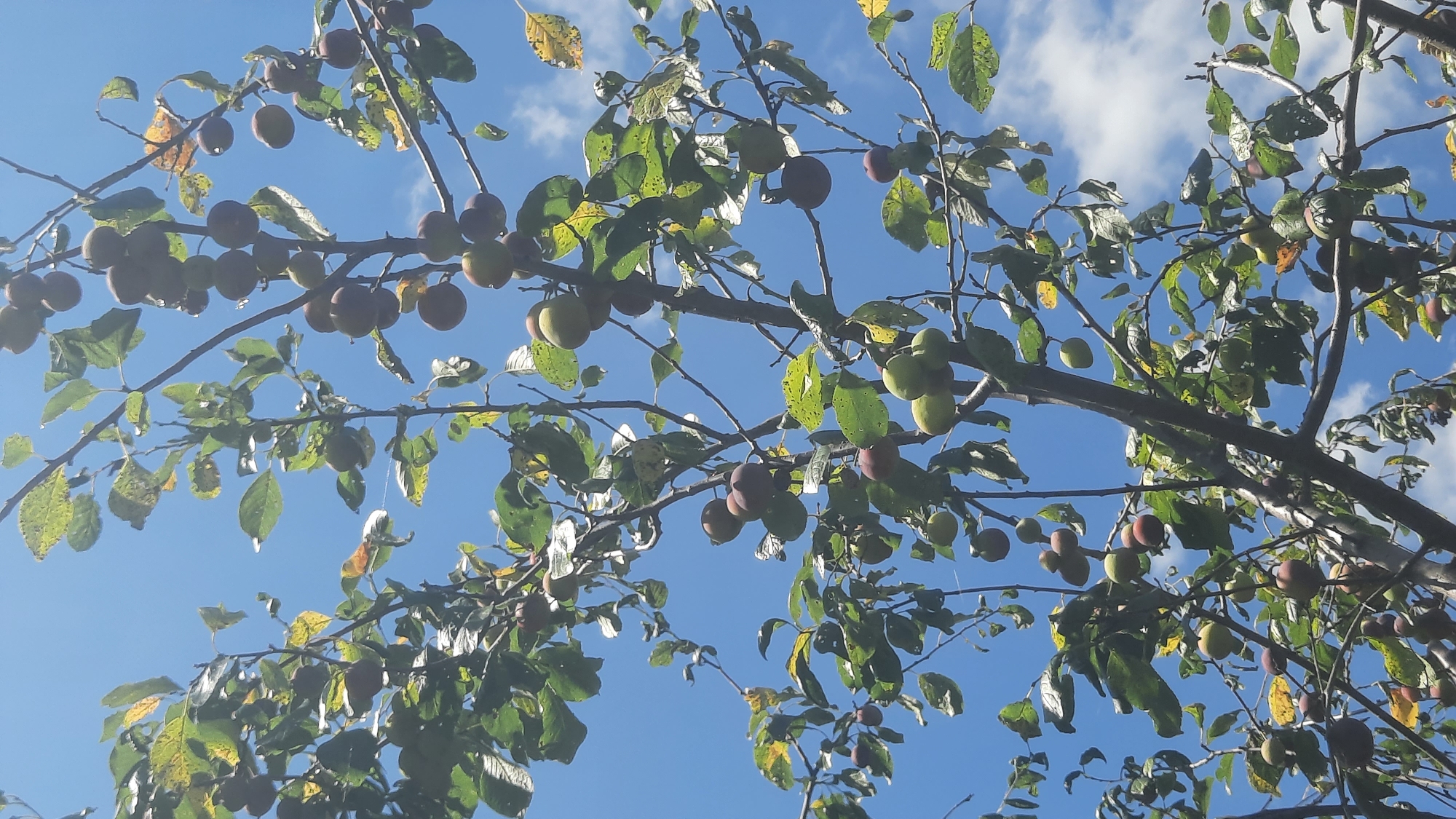 The image shows a close-up, low-angle view of a plum tree with ripening fruit against a bright blue sky with scattered white clouds. The tree's branches are laden with green, yellow, and reddish-purple plums. The leaves are predominantly green, with some showing signs of yellowing and browning, suggesting the autumn season. The fruit is varied in size and color, with some appearing ripe and others still developing. The sunlight casts a dappled light through the leaves. This image was captured in the city of Shklov, Belarus.