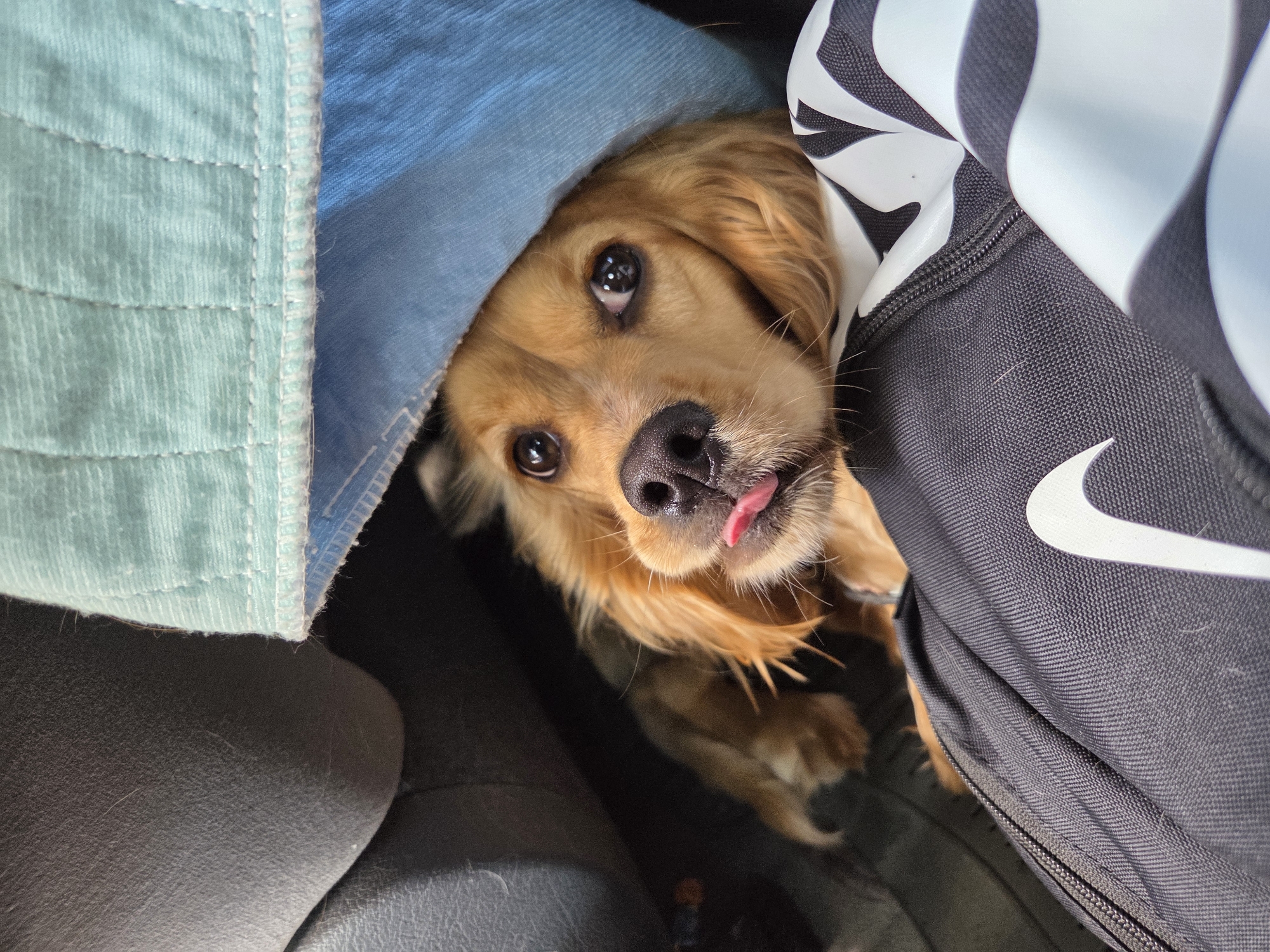 A close-up shot focuses on a golden-brown dog sticking its tongue out, nestled amongst various objects. The dog is positioned under a blue fabric and next to a dark-colored Nike backpack with a white swoosh logo. The location and city in Leshnitsa, Bulgaria are not discernible from the provided image.