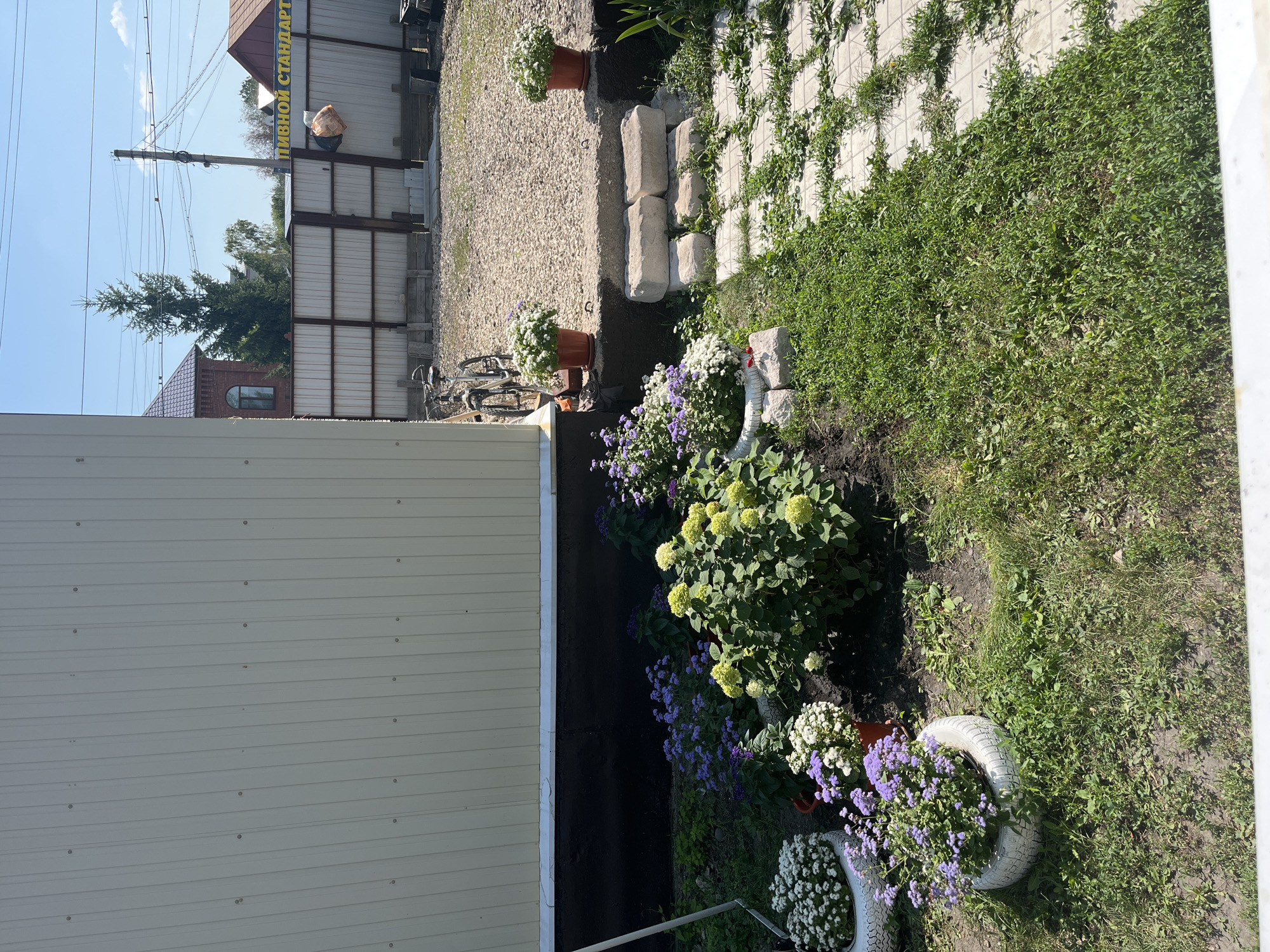 The image depicts a yard with a building, fence, vegetation, and a bicycle. A pale yellow corrugated metal building is on the left. In front of it, there are several potted plants, some in white tire planters and others in orange pots. The plants are a mix of green foliage and white and purple flowers. A gravel path leads from the building towards a metal fence in the background. Behind the fence, there are houses and trees. A bicycle is parked near the fence. The ground is covered with grass and gravel. There is a sign on the fence that reads "ПИВНОЙ СТАНДАРТ" (Beer Standard). The scene appears to be in an outdoor, possibly rural or suburban, setting. Based on the sign, the location is likely in Saratov, Russia. There are no people visible in the image.