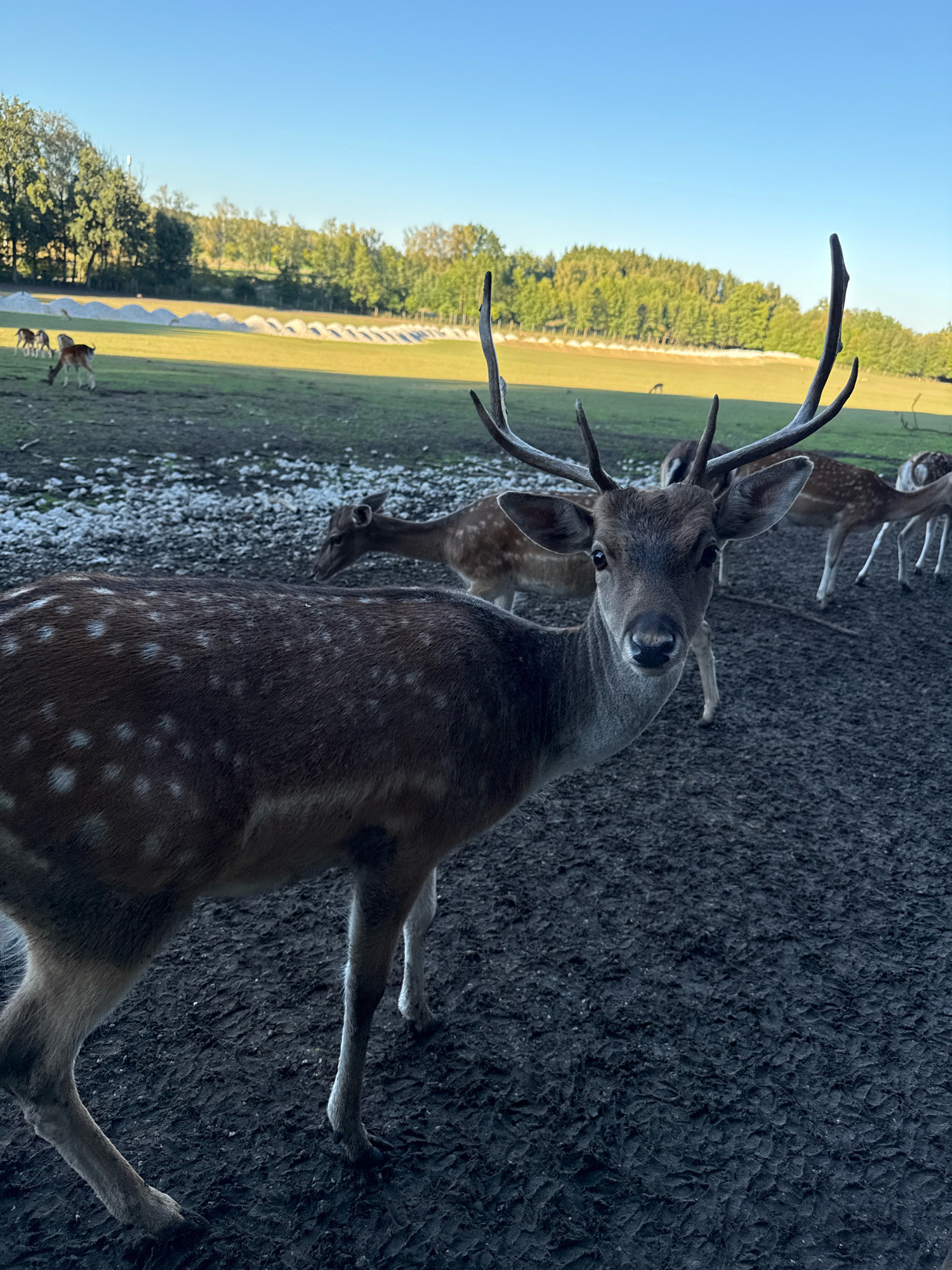 This image, taken in the city of Poing, Germany, depicts a group of fallow deer in an outdoor enclosure. The foreground is dominated by the head and upper body of a male fallow deer, facing the camera directly. Its distinctive spotted coat is visible, along with its impressive antlers. To the left and behind this deer, the speckled flank of another deer is visible. In the mid-ground, several other fallow deer are present, some grazing in a grassy field, others standing. In the background, a line of trees forms a natural border, and beyond that, more trees and a clear blue sky. The ground in the foreground appears to be muddy earth with some small white stones, while the mid-ground is characterized by a green field with some white, arched structures that may be part of the enclosure or animal shelters. The lighting suggests it is either early morning or late afternoon, given the clear sky and the long shadows. No humans are visible in the image.