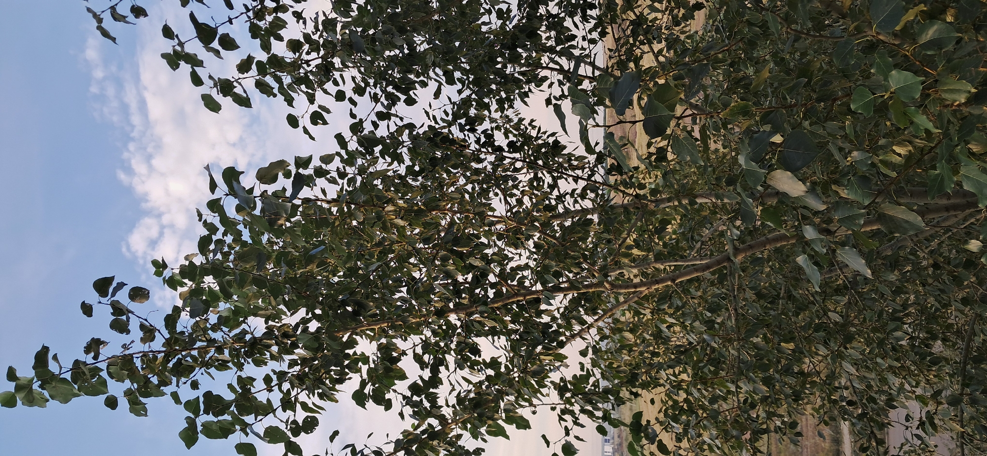 The image shows a tree with green leaves against a backdrop of a pale blue sky with white clouds. The tree is in the foreground, occupying most of the frame. The branches are thin and spread out, with many leaves obscuring the view behind them. In the distance, there appears to be a flat landscape with some buildings and structures, possibly on the outskirts of Stepnogorsk city administration, Kazakhstan. The lighting suggests it is daytime, possibly late afternoon or early morning due to the soft light. There are no people or animals visible in the image. The overall scene is natural and peaceful.