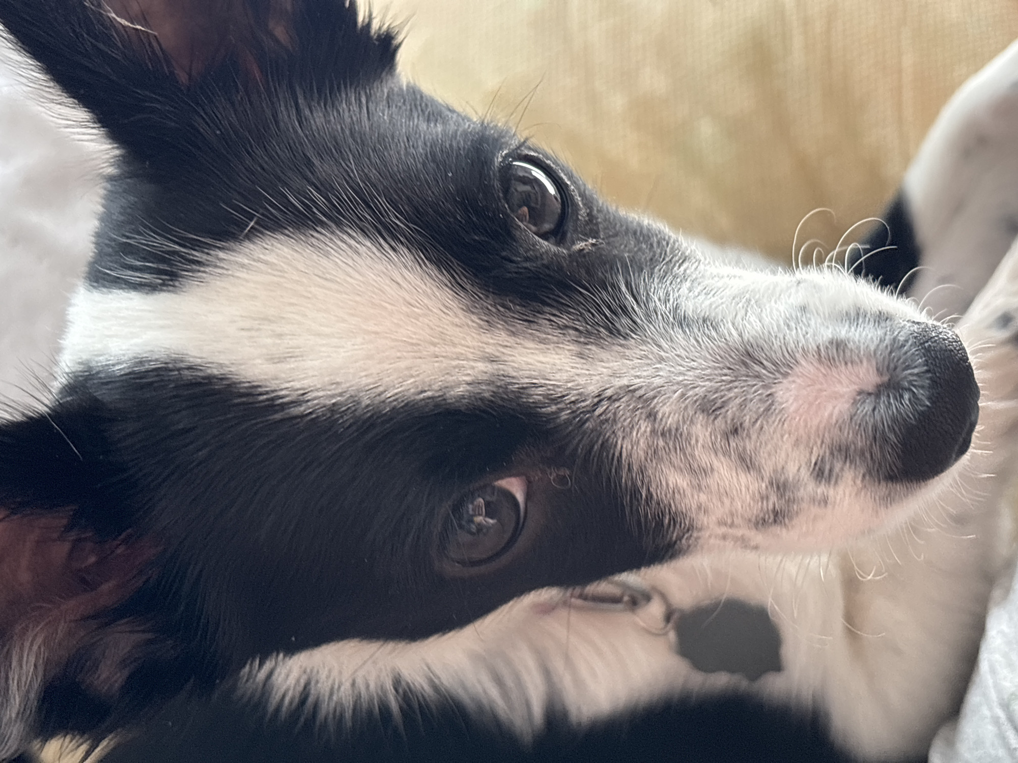 A close-up, angled shot shows the head and upper torso of a black and white dog. The dog has short black fur on the top of its head and around its eyes, with a stripe of white fur between the eyes. Its muzzle is predominantly white with black spots and light-colored whiskers. The dog's nose is black. The background is a soft, light-colored surface. No information about Chaikovsky, Russia, is available in the image.
