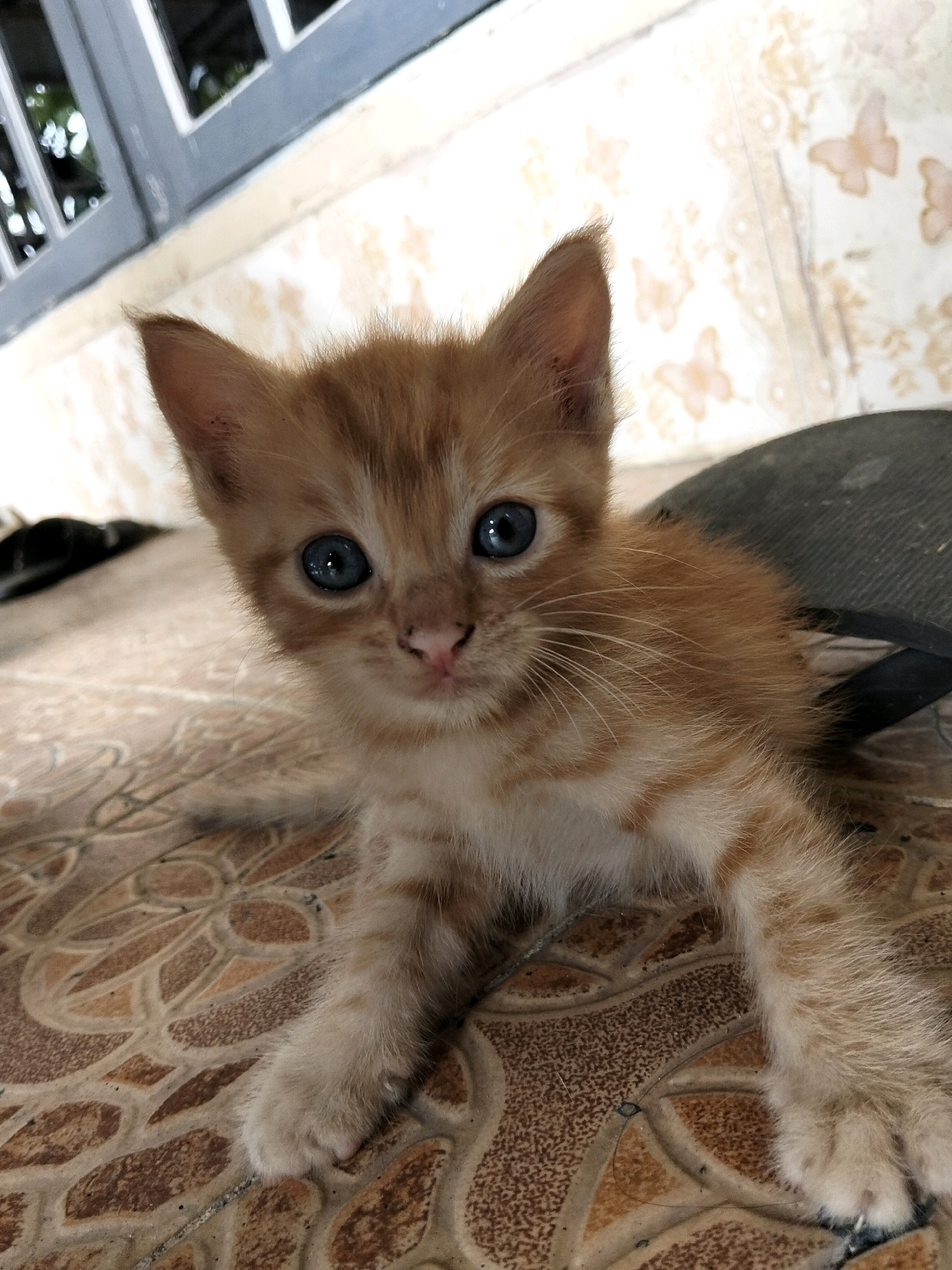 A close-up, eye-level shot captures a ginger kitten with blue eyes, lying on a tiled floor. The kitten is positioned slightly off-center to the right, facing the camera with a curious expression. Its fur is a mix of orange and white stripes. The background shows a wall with a faint butterfly pattern, and a window with grey bars. The floor tiles are a warm brown and beige with an ornate design. The overall setting appears to be outdoors, possibly a porch or patio, given the natural light and textured tiling. The scene is consistent with a residential environment in Arang Limbung, Indonesia.