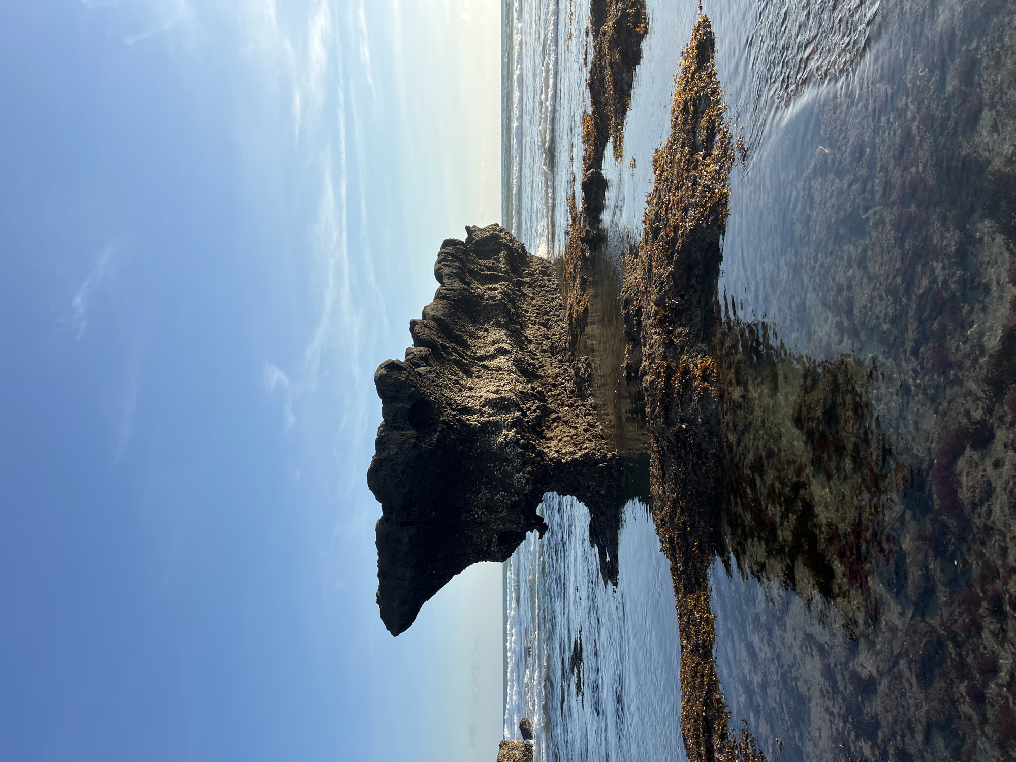 This vibrant vertical image presents a serene coastal landscape, likely at low tide, showcasing a rocky shore in North Kuta, Indonesia. The scene is dominated by a clear, bright blue sky and the shallow ocean waters.
In the midground, a large, dark rock formation commands attention. It possesses a distinctive, rugged shape, somewhat resembling an animal's head, perhaps a dog or bear, looking out towards the horizon. An archway or cavern is visible underneath this prominent rock, revealing the ocean waves beyond. The surface of this rock appears textured and weathered, possibly covered with barnacles or small marine organisms.
The foreground and midground waters are remarkably clear, allowing a direct view of the seabed. This underwater terrain is heavily blanketed with dark brown and reddish-brown marine growth, likely different species of seaweed or algae, clinging to the rocks. Smaller, irregularly shaped rocks, similarly adorned with seaweed, are scattered throughout the shallow water, creating natural tide pools. Gentle, foamy waves are seen rolling in from the distant ocean, visible both through the rock arch and across the open water in the background.
The upper portion of the image is filled with a expansive, brilliant blue sky, punctuated by delicate, wispy white clouds that streak horizontally. The bright and even lighting suggests it is a sunny day, likely midday or early afternoon. There are no human activities, people, or discernible text within the frame, highlighting the untouched natural beauty of this coastal environment.