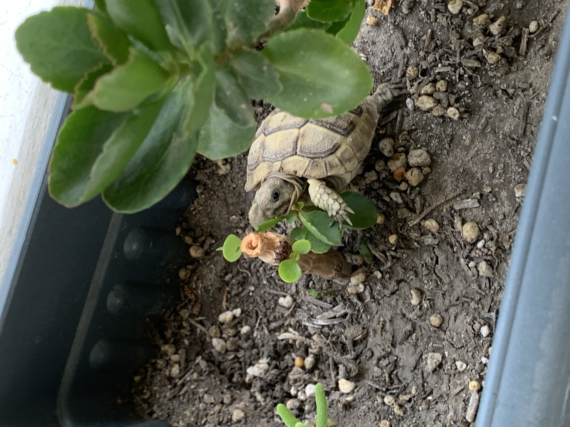 In Khazar Raion, Azerbaijan, within a dark gray planter box filled with dry soil and small pebbles, a juvenile tortoise with a patterned shell is positioned on the ground. The tortoise is light brown and cream colored, with visible scales on its legs and neck. It is looking to its left, towards a small, dried plant stem with two tiny green leaves sprouting from its top. To the right of the tortoise, a large, healthy green plant with thick, fleshy leaves is partially obscuring it. The planter box is positioned outdoors, likely on a windowsill or balcony, indicated by the bright light in the background and a portion of a light-colored window frame.