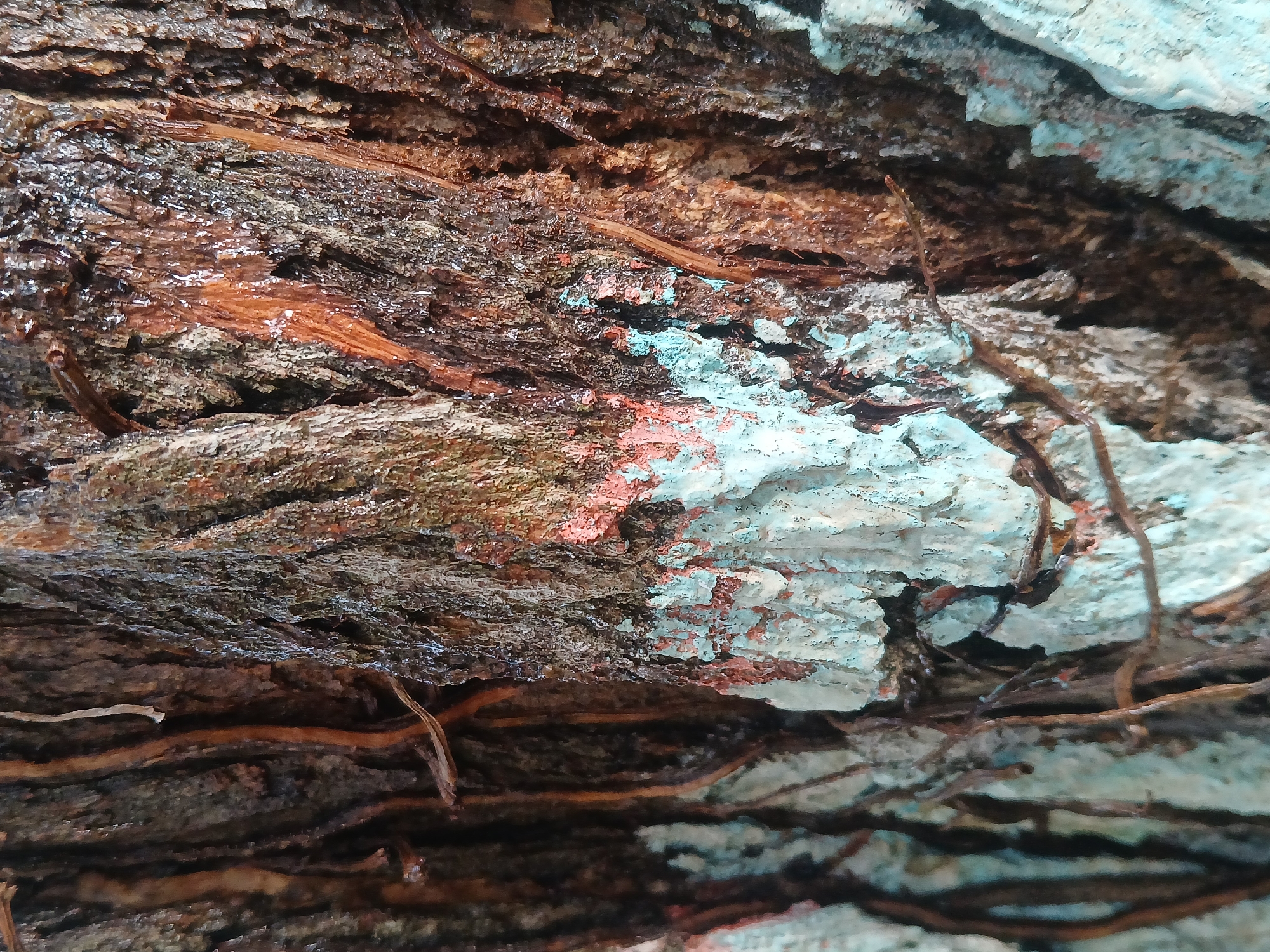 The image displays a close-up, high-angle view of a highly textured organic surface, likely tree bark or weathered wood, situated in Ciudad Guayana, Venezuela. The dominant tones are deep browns and dark greys, characteristic of aged wood, often appearing rough and uneven with prominent ridges and grooves.
Interspersed across this dark, earthy canvas are striking patches of light turquoise-blue and some reddish-orange material, which could be paint, lichen, or other natural growth. These colorful sections contrast sharply with the muted wood, creating a vibrant focal point. Several thin, dark brown, root-like tendrils or vines are visible, winding across and through the textured surface, adding another layer of organic detail.
Some areas of the bark exhibit a glossy sheen, reflecting light, suggesting the presence of moisture, possibly from recent rain or damp conditions. No people are visible, and no specific activity or event is taking place. The image is a static portrayal of natural textures and colors, with no discernible text or explicit time-of-day indicators beyond the natural lighting.