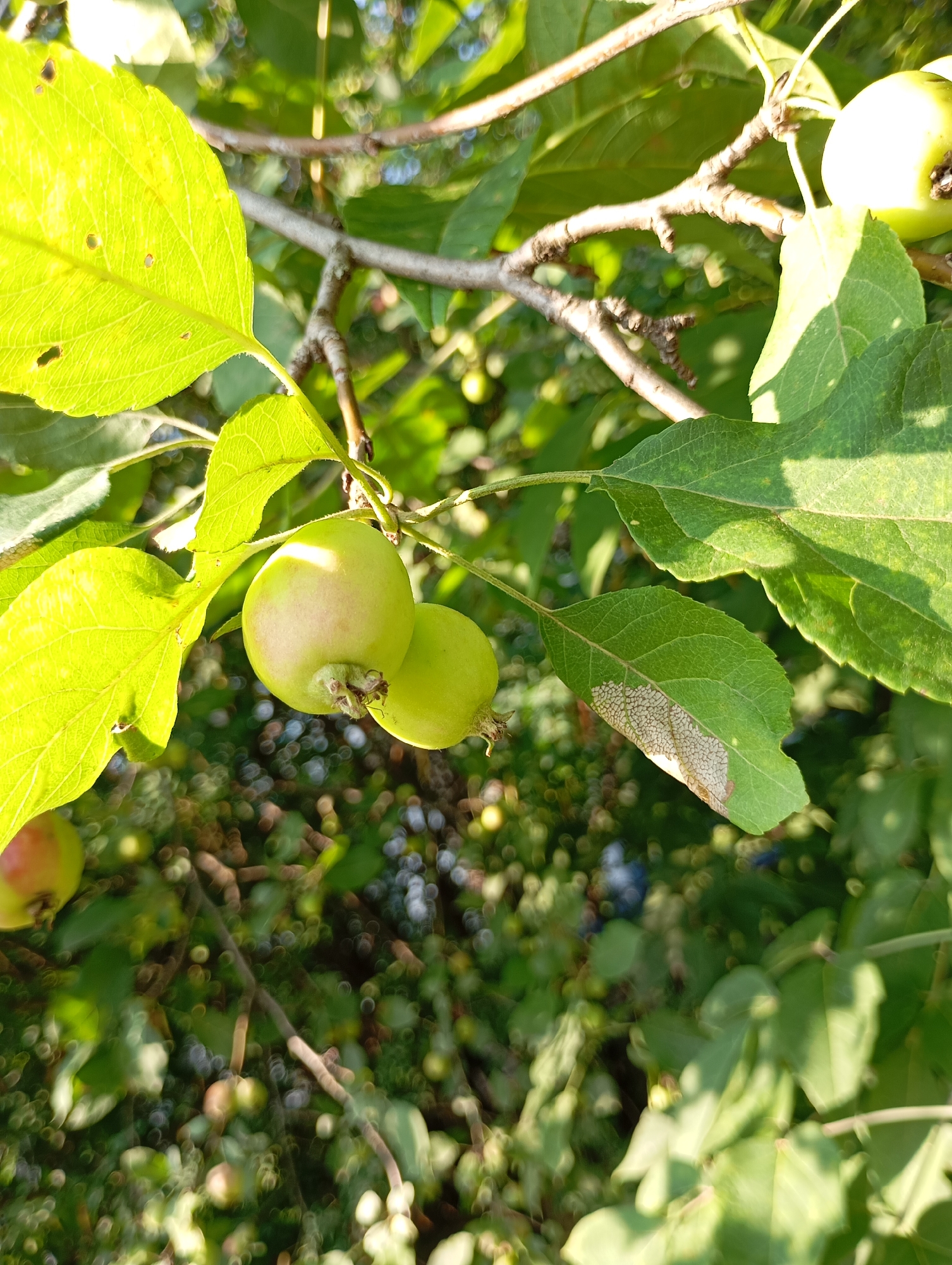 The image depicts a close-up view of an apple tree branch with several small, green apples and leaves. The apples are round and have a light green hue, with some exhibiting slight blush tones. The leaves are a vibrant green, with visible veins, and some show signs of insect damage or discoloration. The branch itself is woody and textured. The background is a bokeh-effect of more foliage and dappled sunlight, suggesting an outdoor environment, likely a garden or orchard. There are no people or discernible urban features present, and the image does not contain information that would allow for specific location identification within the city of Фоки, Russia.