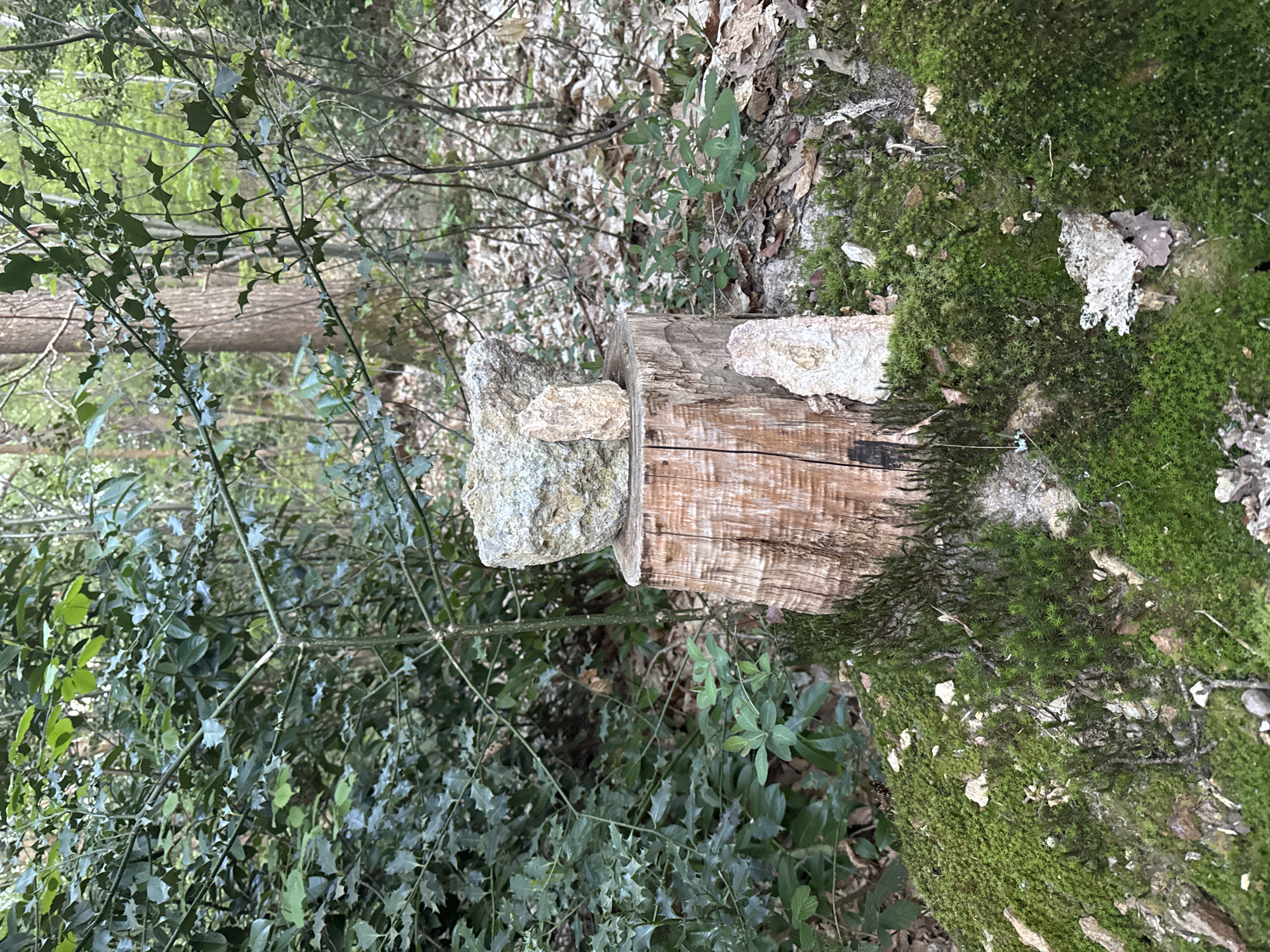 This image presents a natural, wooded scene within Gometz-le-Châtel, France. The central subject is a light brown, cut tree stump, standing vertically with its wood grain clearly visible. On top of the stump, two light-colored, textured rocks are carefully stacked, resembling a small cairn. Another similar rock rests on the mossy ground to the right of the stump.
The surrounding environment is lush with greenery. Abundant vibrant green moss covers the ground and a larger tree trunk or root structure to the right of the stump. Dark green foliage, characterized by distinct spiky or thorny leaves, likely from a holly plant, is prominent in the foreground and midground. Other green plants with smoother leaves are also interspersed. The ground in the background is partially covered with dry, brown fallen leaves and scattered branches. Behind the dense undergrowth, the blurred forms of numerous trees suggest a forest or thicket.
The scene is illuminated by natural daylight, indicating it is daytime. The soft, even lighting suggests either an overcast sky or the dappled light filtering through a dense tree canopy. No human or animal activity is captured, and there is no visible text. The overall impression is one of tranquility in a natural, undisturbed woodland setting.