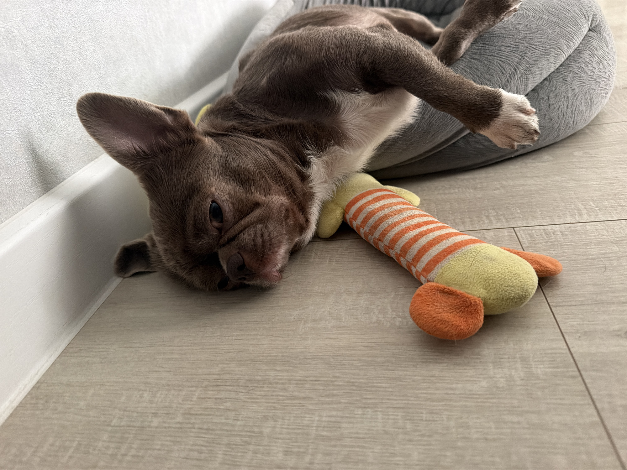 A brown puppy is lying on a grey dog bed next to a white baseboard. The puppy is on its side with its head resting on the floor and its body on the bed. A stuffed toy with orange and white stripes and orange accents is next to the puppy. The floor is light-colored wood. The environment appears to be indoors, possibly a home. There is no indication of the location being Votkinsk, Russia.