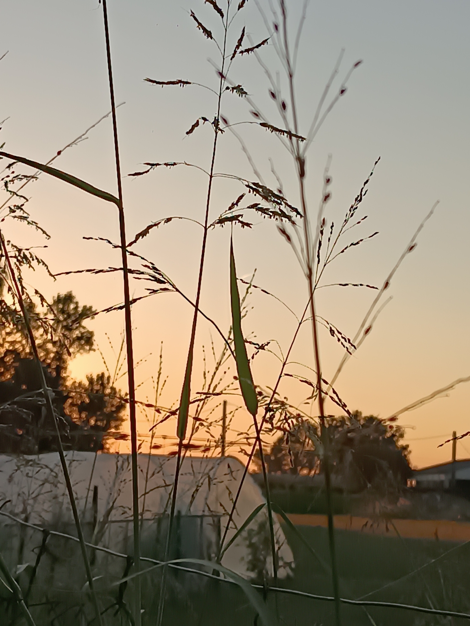 The image shows a close-up view of tall grass in the foreground against a soft, hazy sunset sky. The grass stalks are silhouetted, with some appearing thin and spiky, while others have a more feathery appearance. In the middle ground, there are hints of structures, possibly greenhouses or sheds, along with trees that are also silhouetted against the warm orange and yellow hues of the sunset. The background is a light, clear sky transitioning from pale blue to a warm orange near the horizon. There are no people or animals visible in the image, and the overall impression is one of a quiet, natural setting at dusk. The image does not contain any visual cues that indicate a specific location within Viadana, Italy.