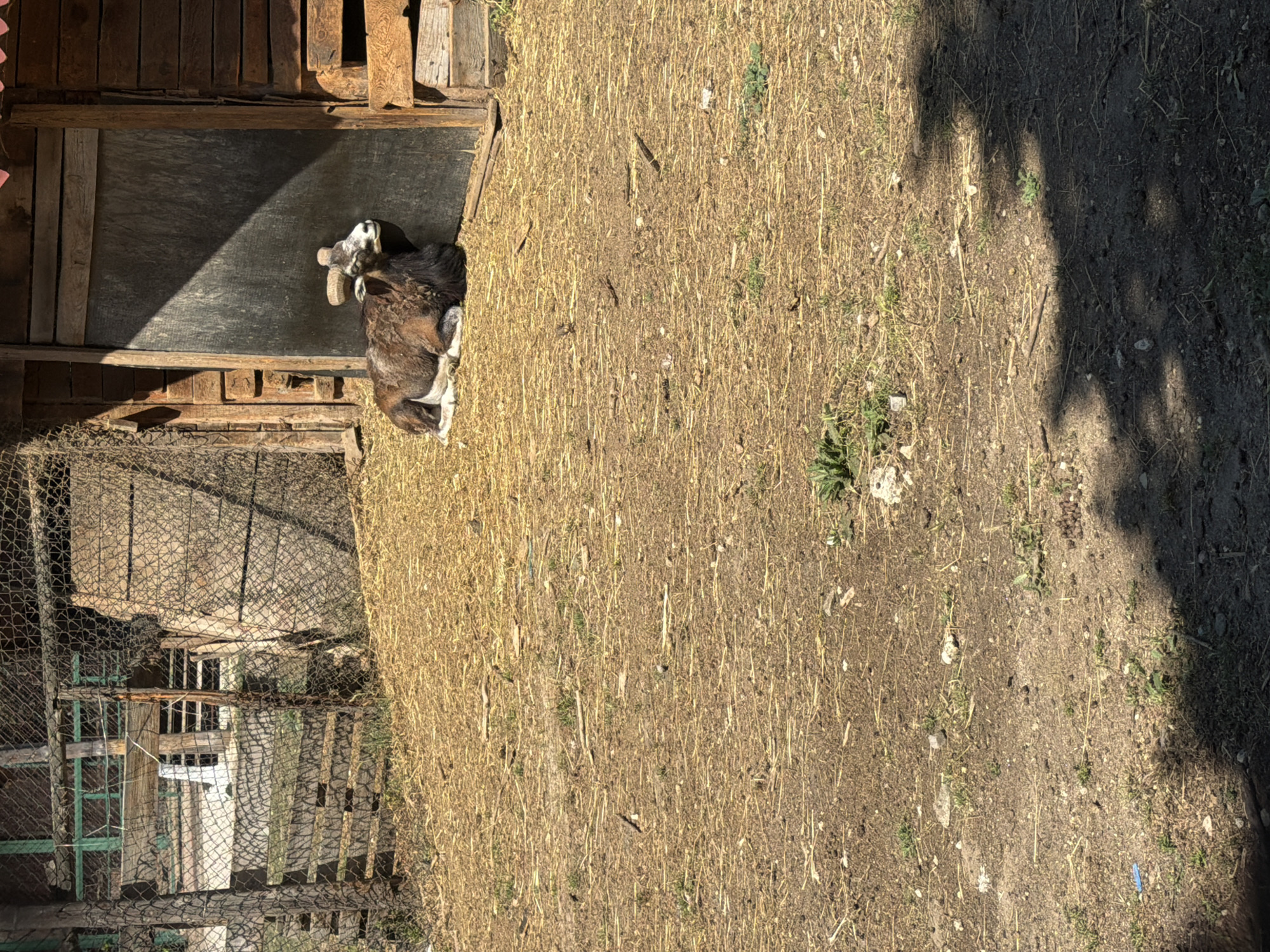 A medium-sized, brown and white mouflon ram is lying down on a bed of straw and dry grass in front of a wooden structure. The ram is facing right, with its head resting against the dark wooden door of the structure. The enclosure appears to be part of a zoo or farm, with a chain-link fence visible in the background and wooden palings. The ground is a mix of dirt and straw, with sparse green vegetation. Sunlight casts a diagonal shadow across the wooden door and the ram. The scene is set in an outdoor area.