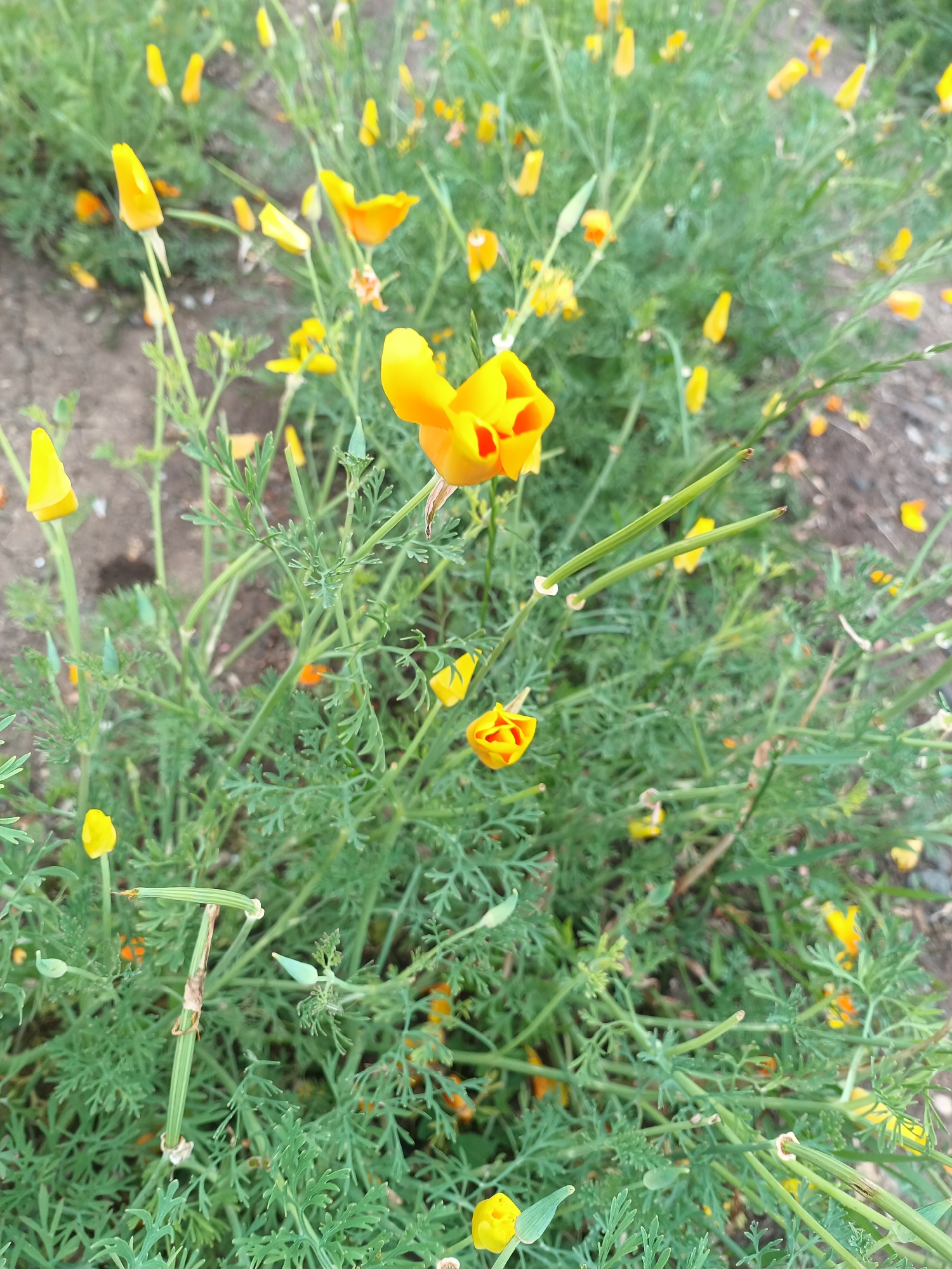 The image shows a patch of California poppies (Eschscholzia californica) in an urban setting. The flowers are predominantly yellow and orange, with some in bud form. They are growing amongst green, fern-like foliage. Seed pods are also visible. The ground is a mix of soil and small stones. The location is in the city of Unknown, Unknown.