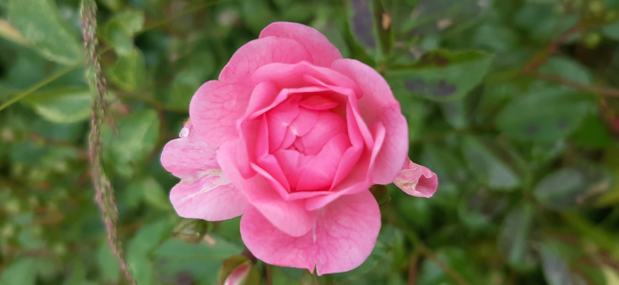 A close-up, top-down vertical shot features a vibrant pink rose in full bloom. The rose is the central subject, with its delicate petals unfurling in intricate layers. A small water droplet rests on one of the upper petals, adding a subtle detail. To the left of the main rose, a closed pink rosebud is visible, hinting at future blooms. The background is a blur of green foliage, with some darker, mottled leaves interspersed, suggesting a garden setting. A thin, dry stalk with reddish-brown seed heads arches diagonally across the upper portion of the frame. The lighting is soft, indicating an overcast day or diffused sunlight. The image appears to be an outdoor photograph taken in a garden.