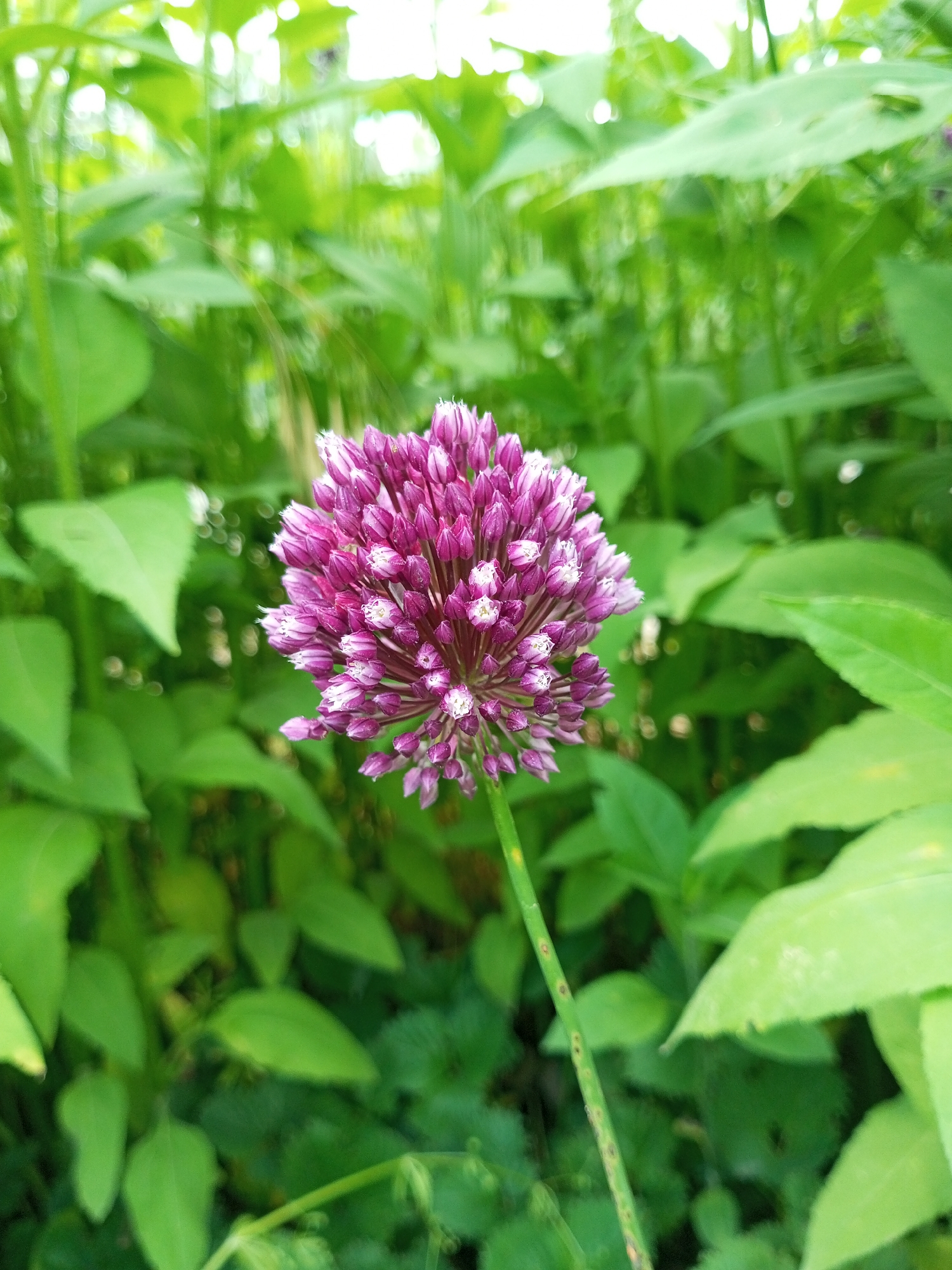 An allium flower, characterized by its spherical cluster of small, purple florets with white tips, is prominently displayed in the center of the frame. The flowerhead is roughly the size of a fist, with individual florets tightly packed together in an umbel formation. A thin, green stem extends downwards from the flower, appearing slightly fuzzy and dotted with small brown spots. The background is a blur of vibrant green foliage, suggesting an outdoor natural setting. The leaves are diverse in shape and size, creating a dense, leafy environment that hints at a garden or meadow. The lighting appears to be natural daylight, casting a soft illumination on the scene. The image was captured in Ароматновское сельское поселение, Ukraine.